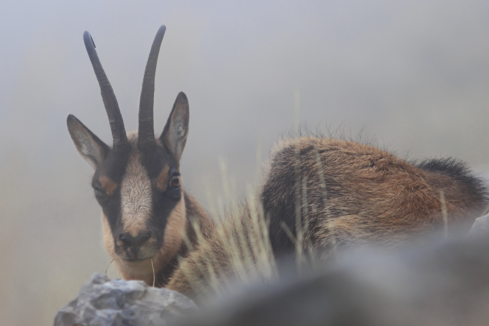 Camoscio d'Abruzzo 2