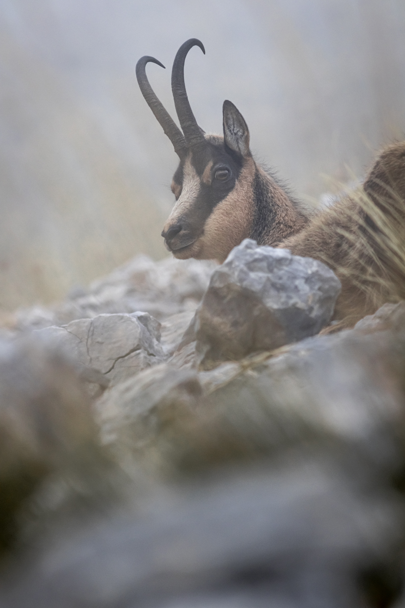 Camoscio d'Abruzzo 3