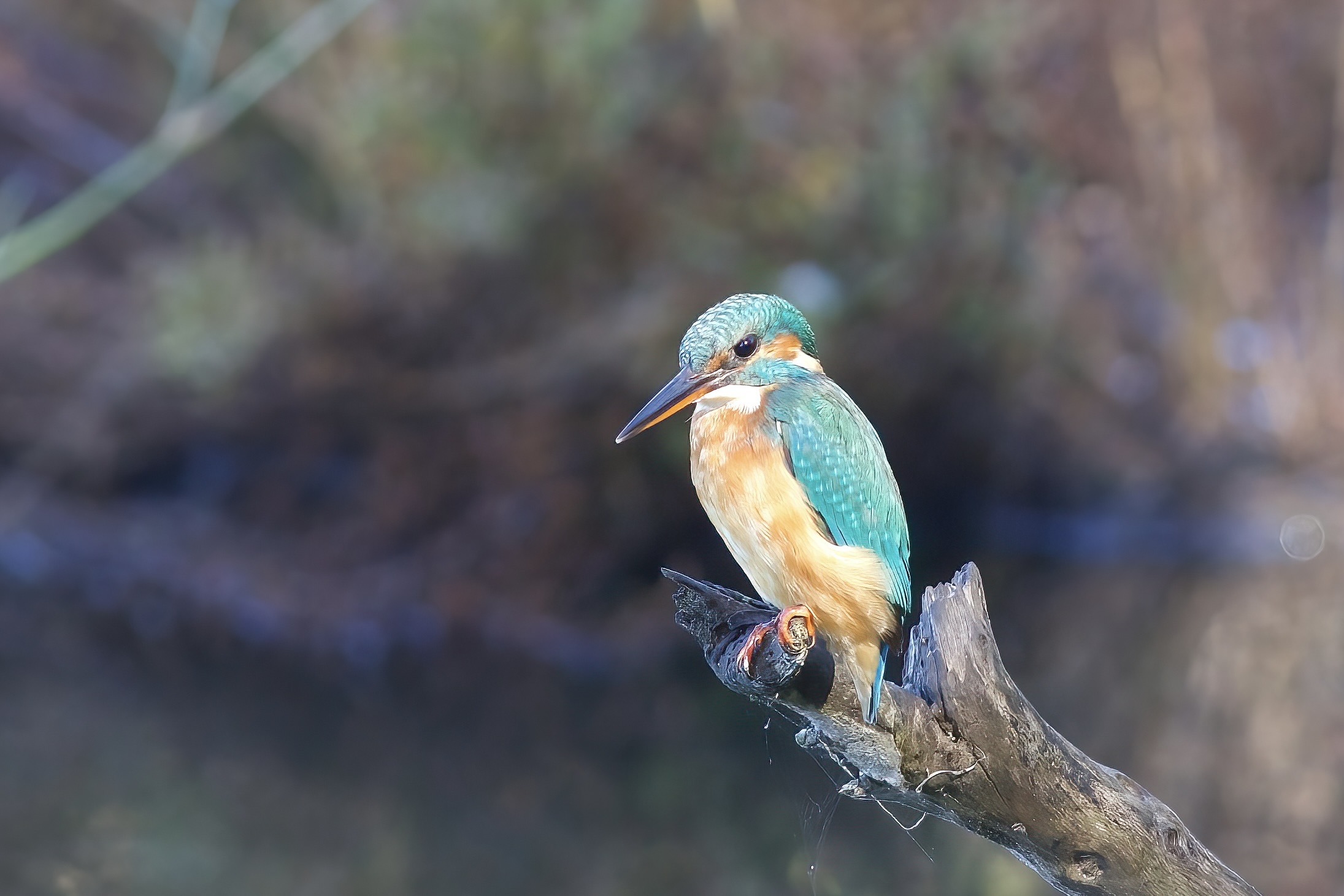Kingfisher