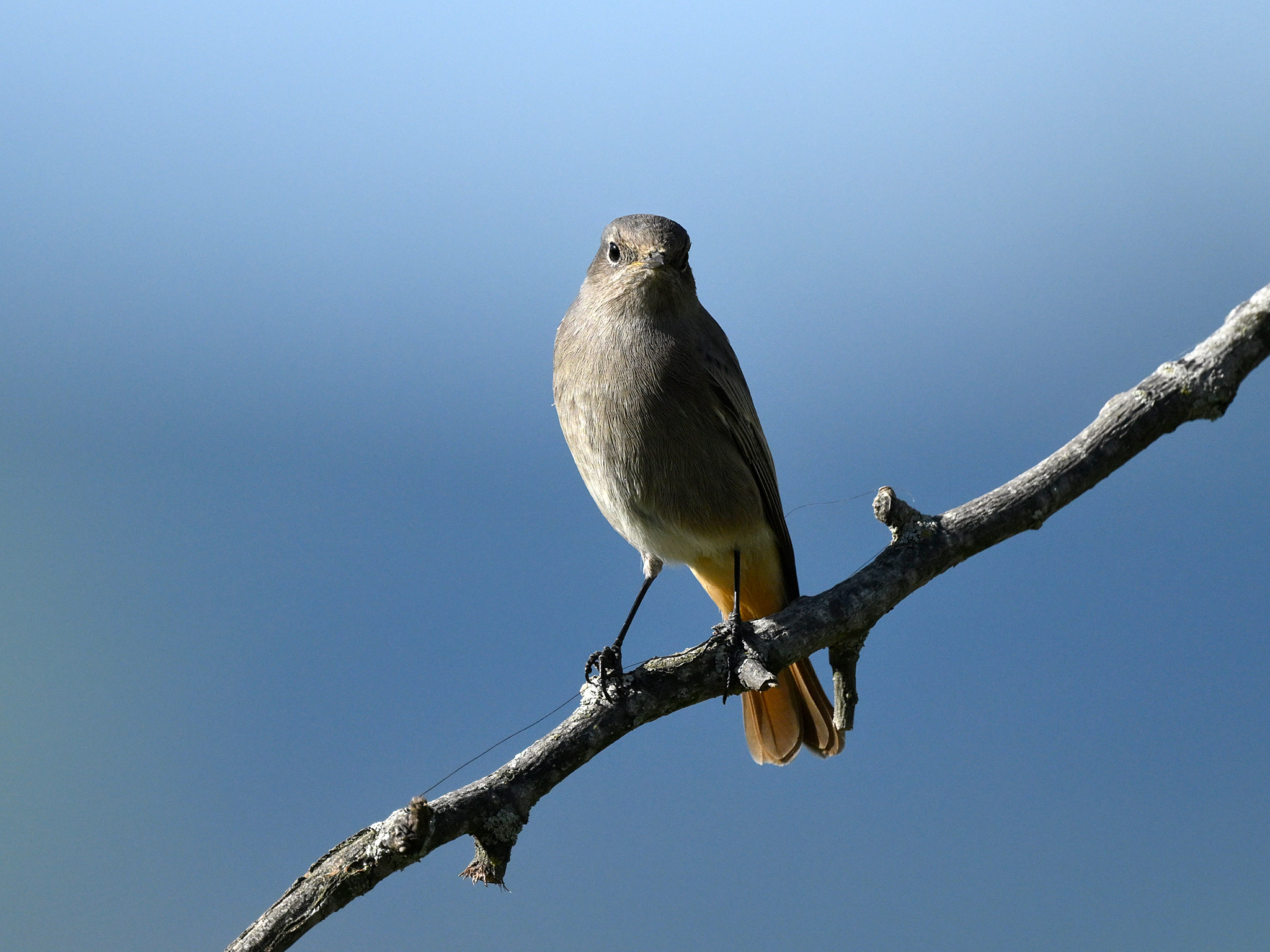 Phoenicurus ochruros f