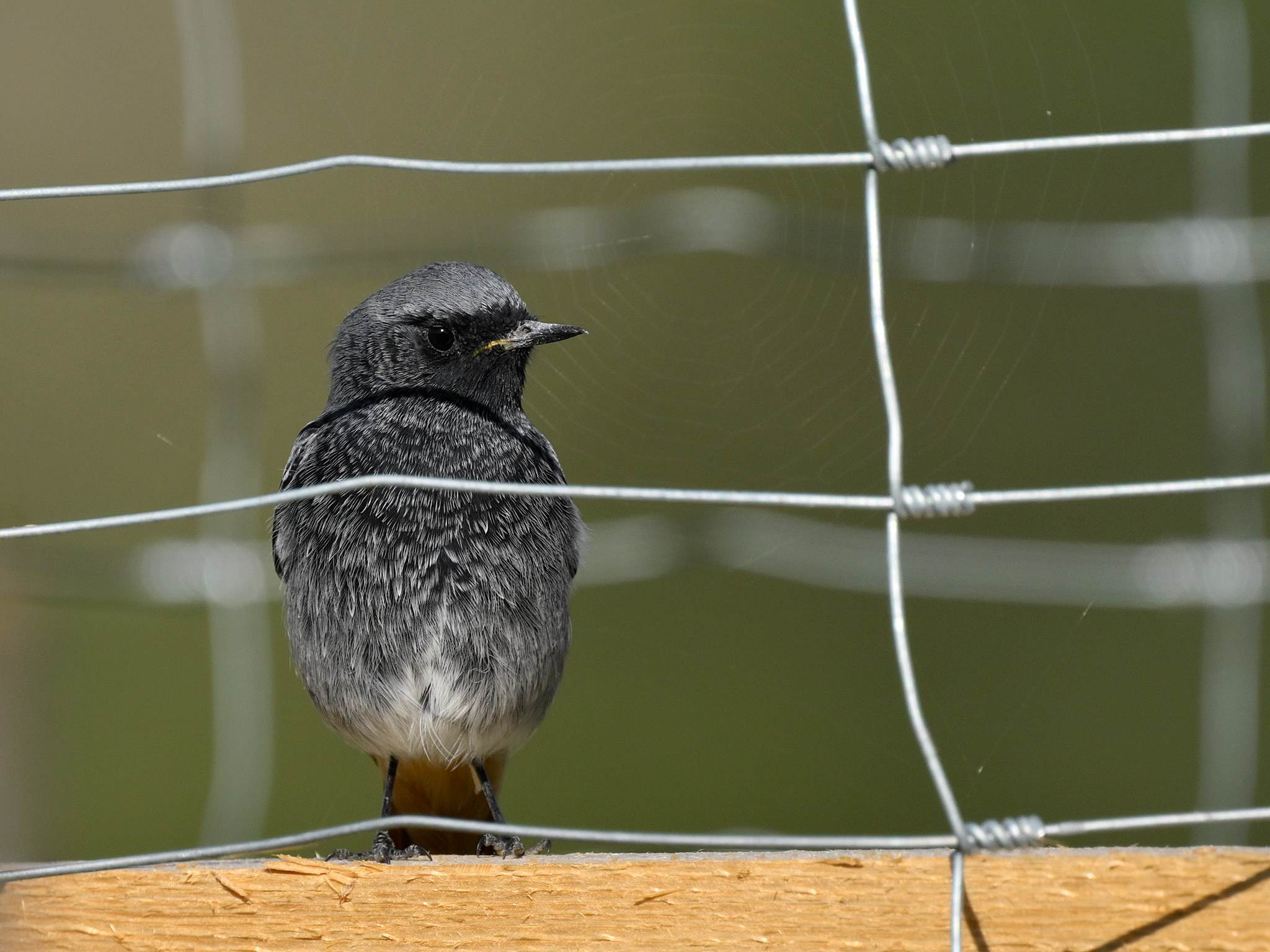 Phoenicurus ochruros m