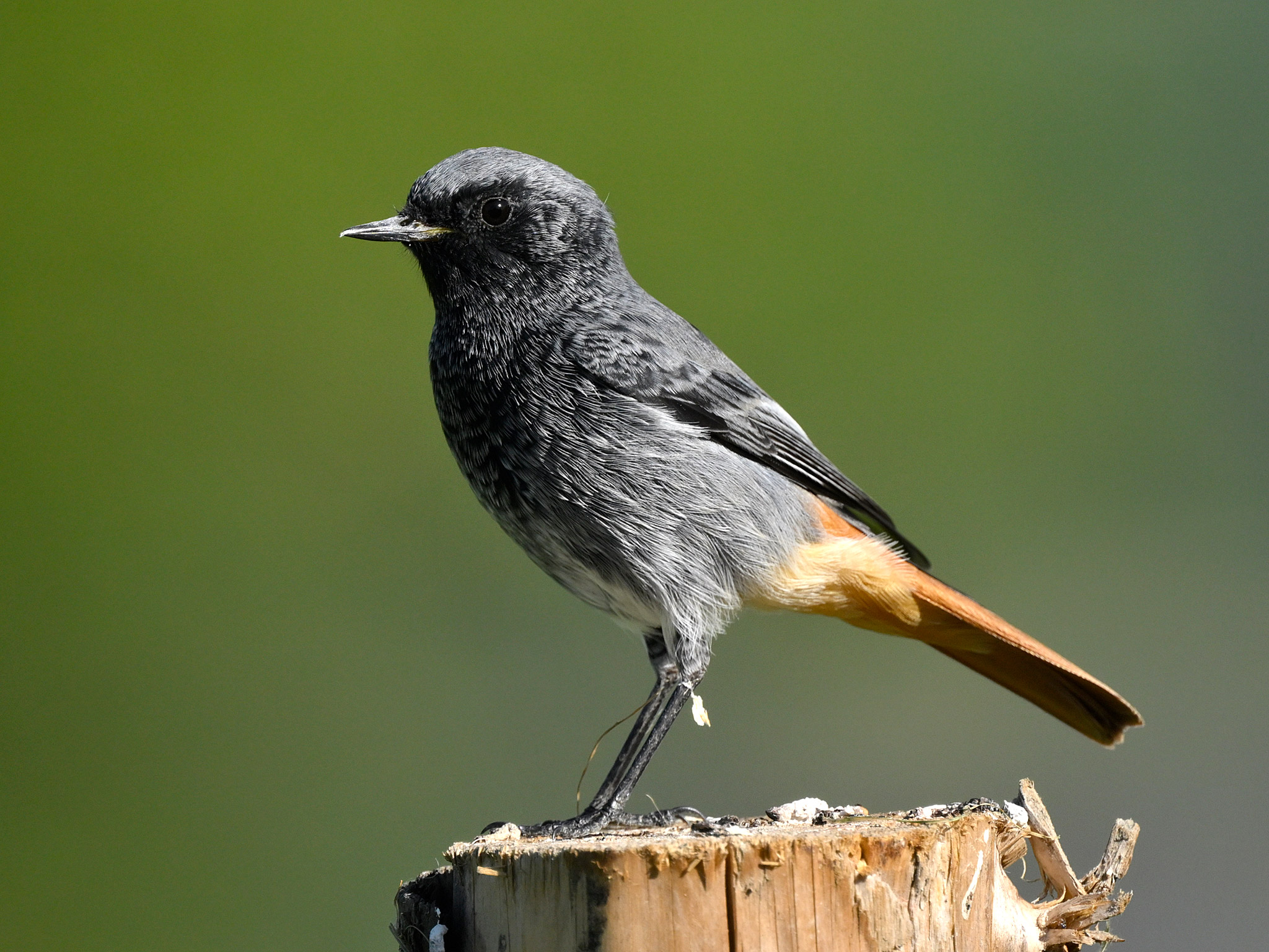 Phoenicurus ochruros m