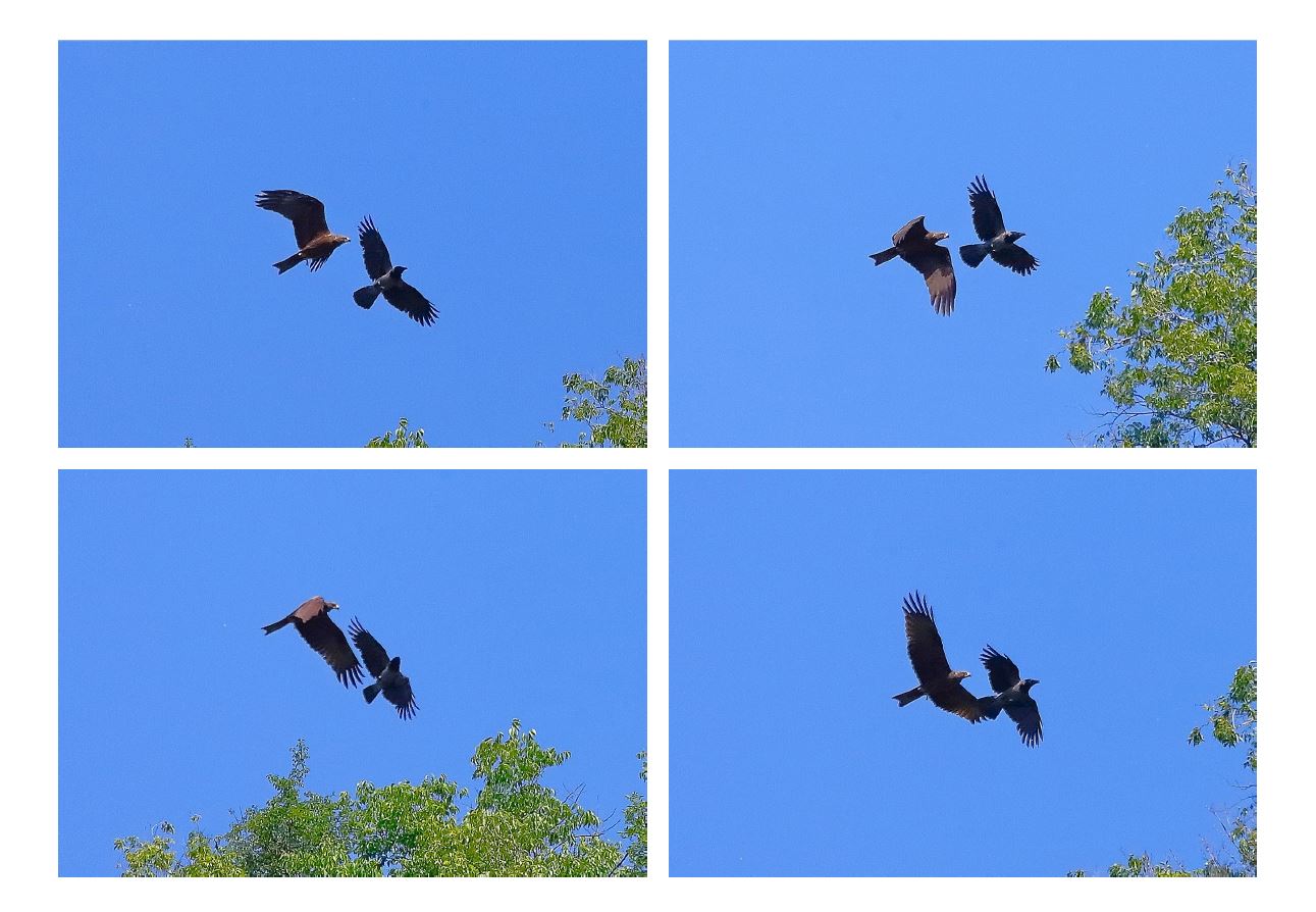 Nibbio bruno 15 maggio 2023