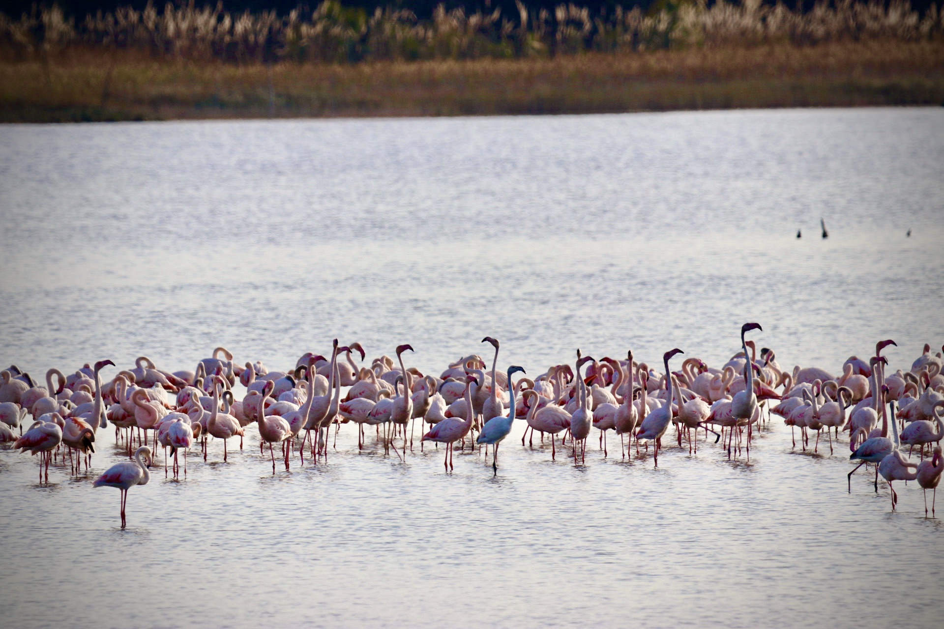 Pink flamingo