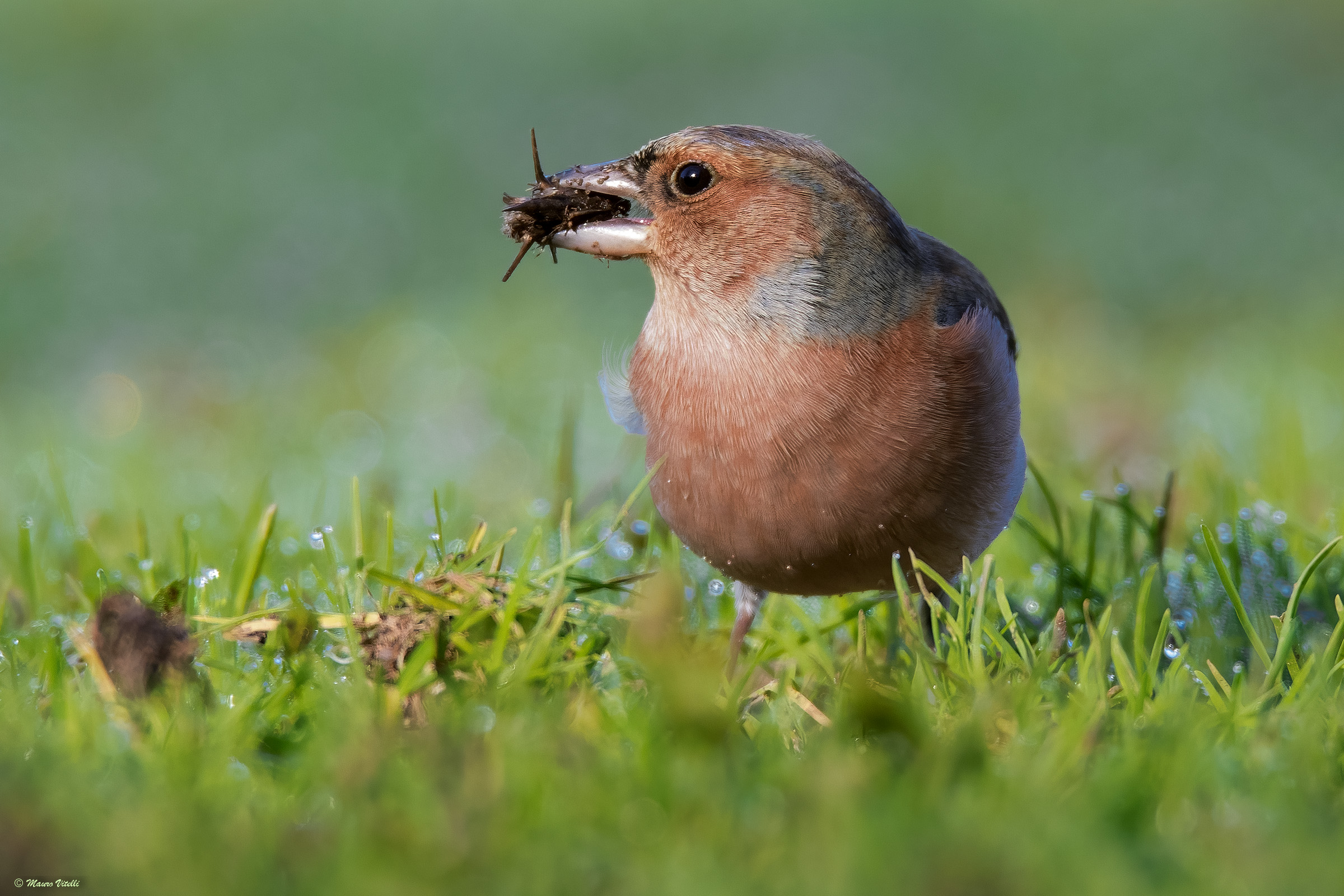 Male chaffinch (fringilla)
