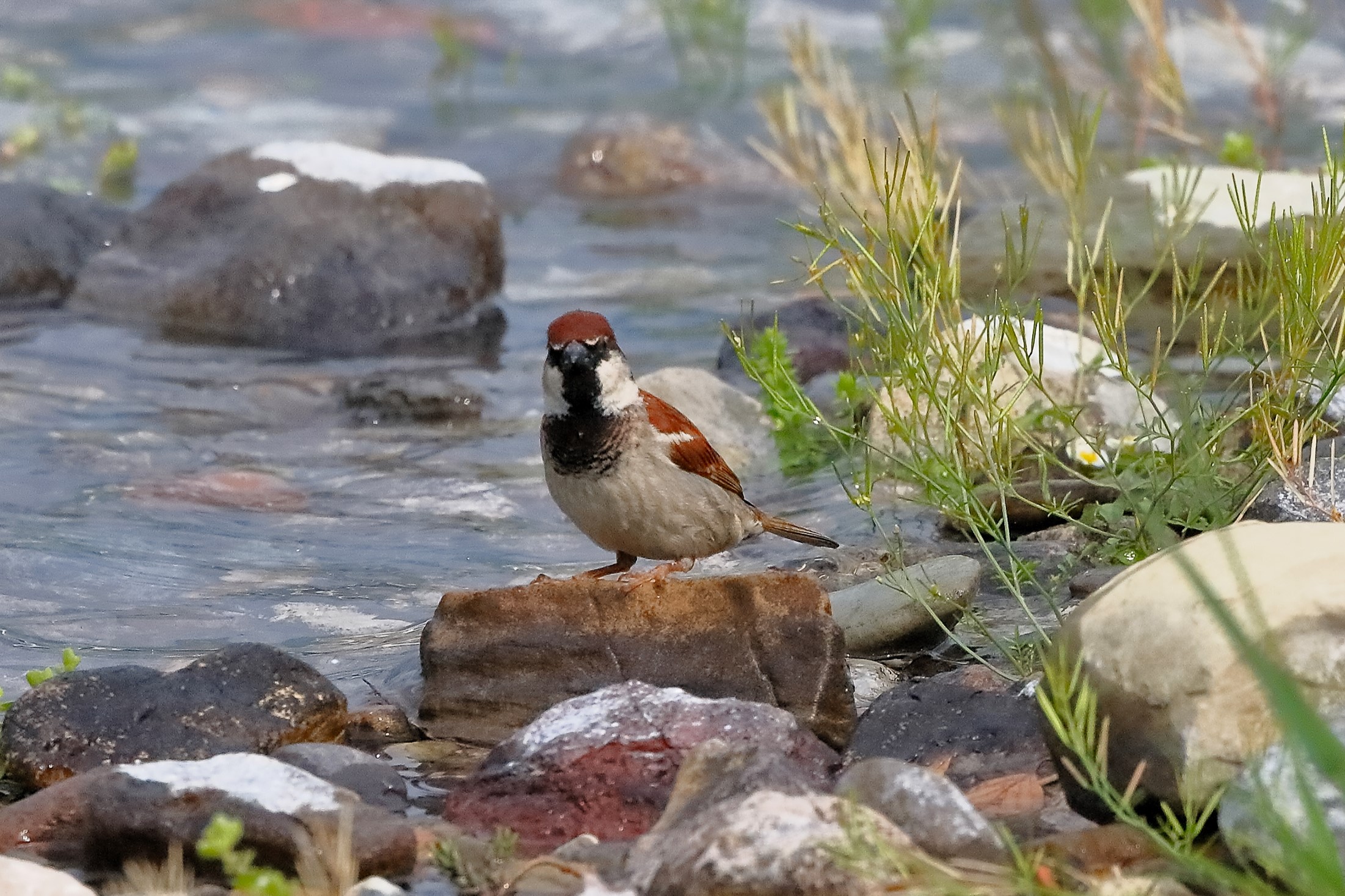 Passera 08 maggio 2023