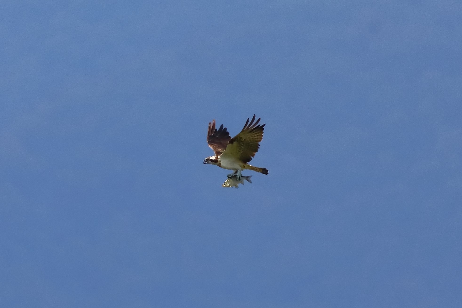 Falco pescatore 01-09-2023