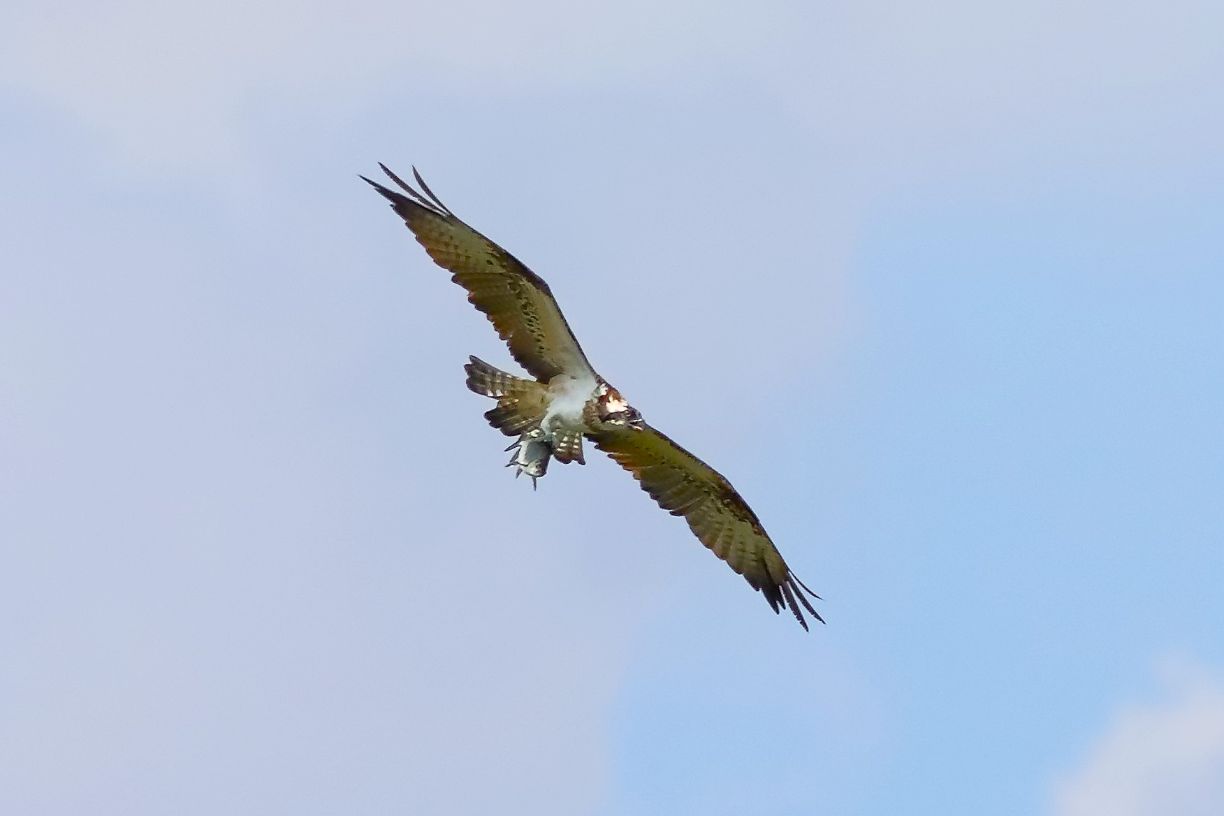 Falco pescatore 01-09-2023