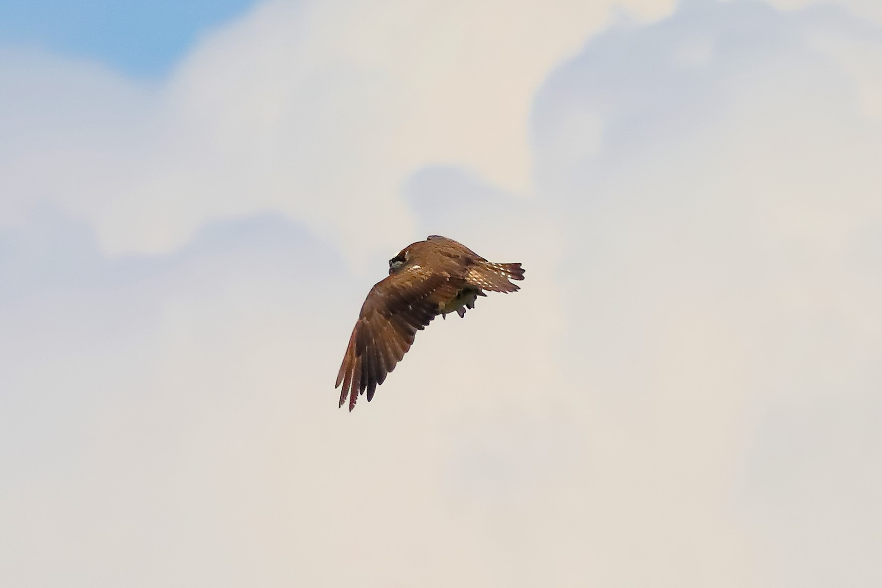 Falco pescatore 01-09-2023