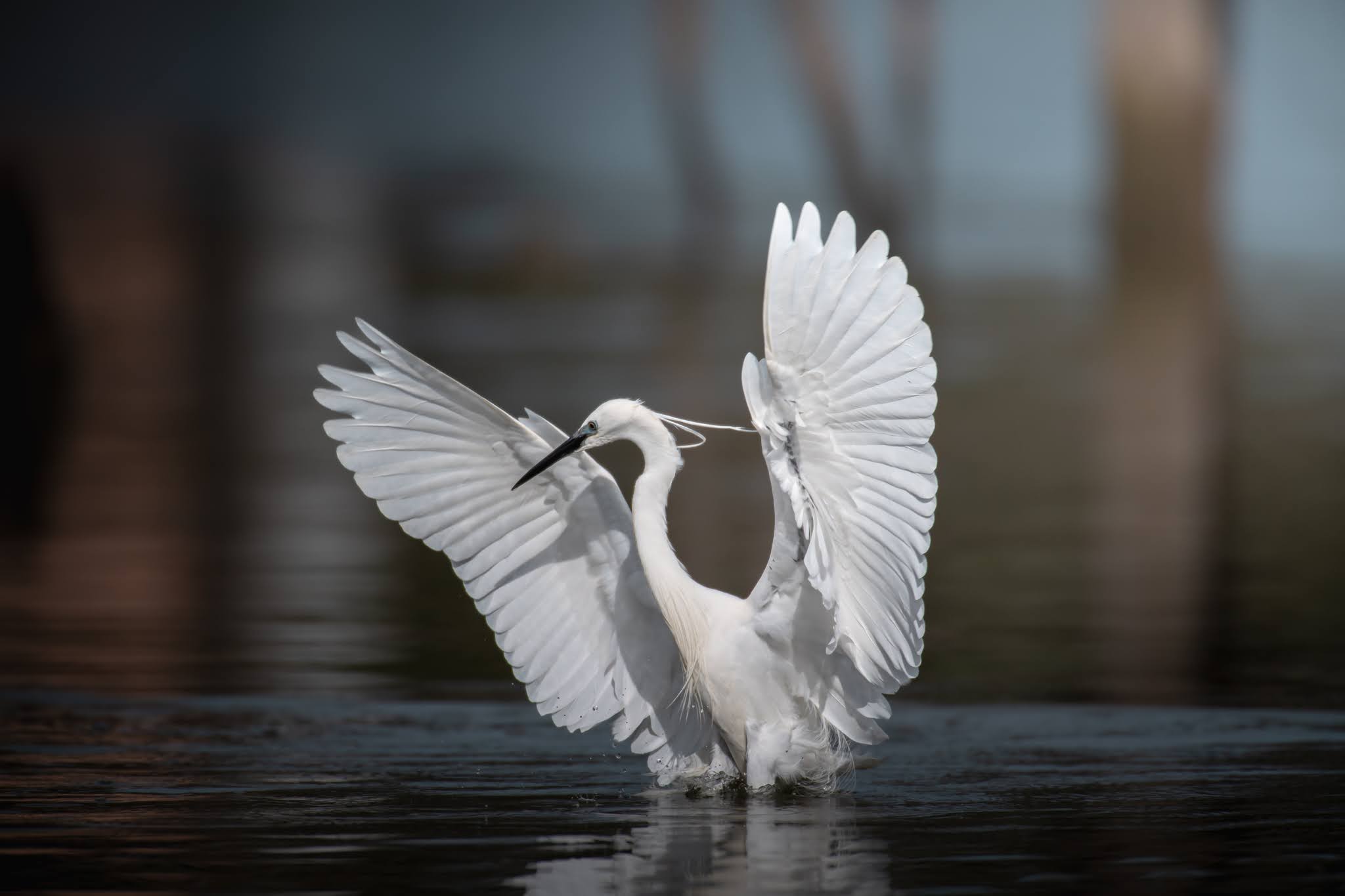 Egret