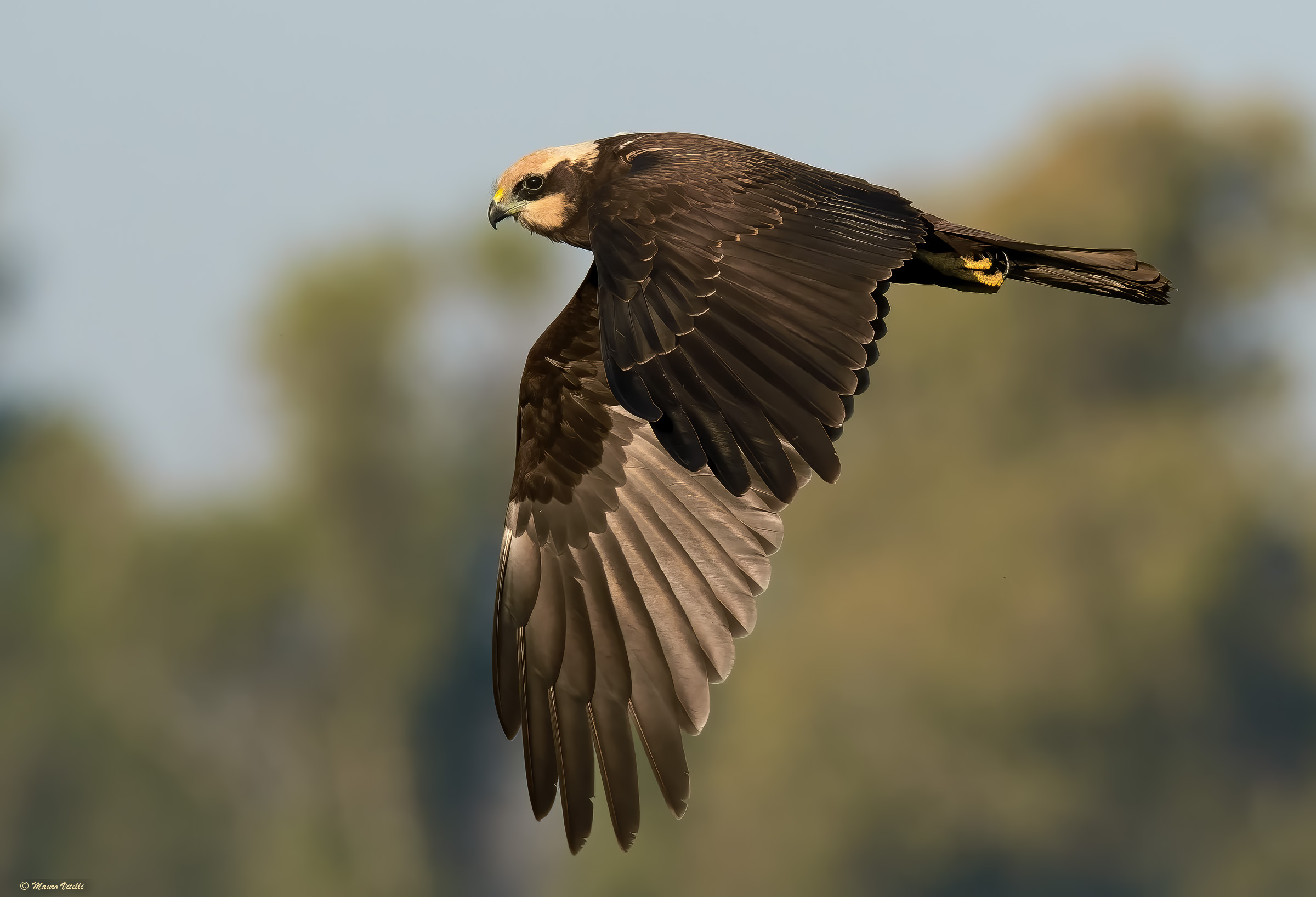 Marsh Harrier