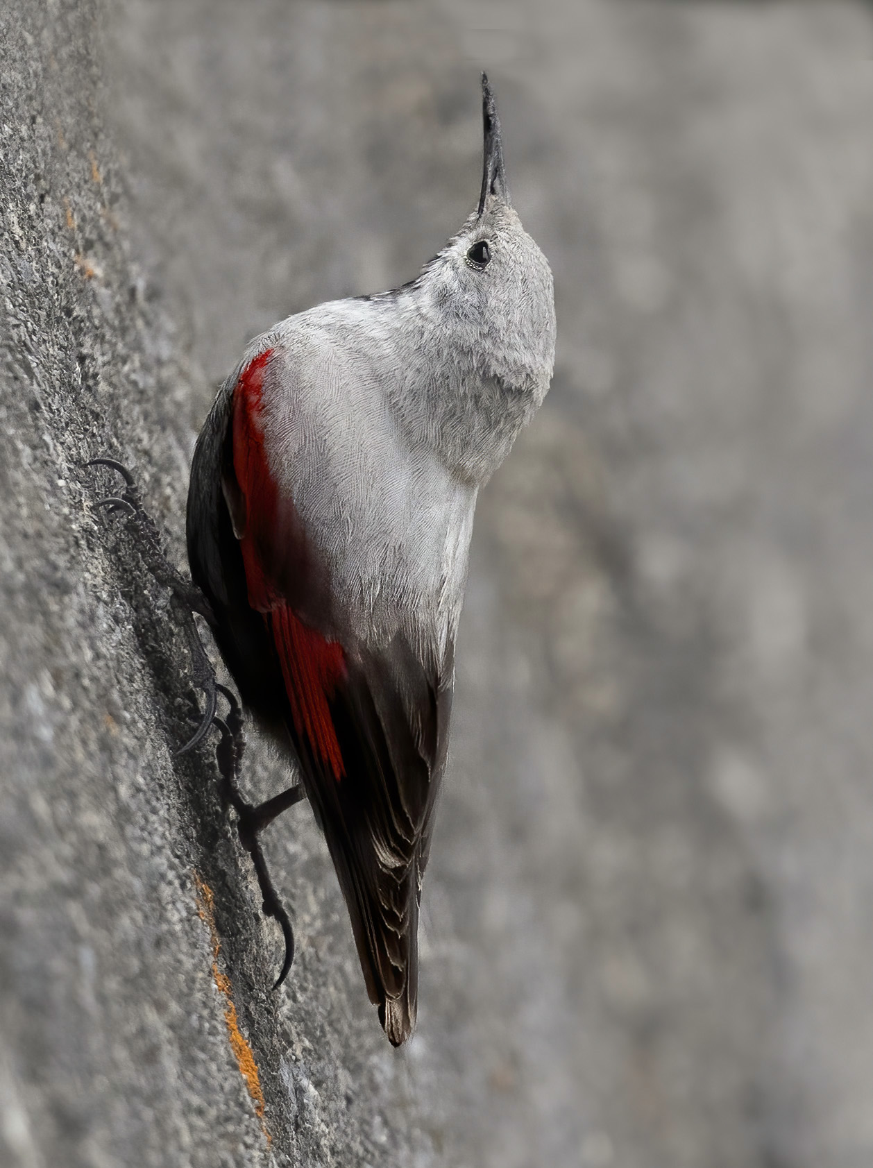 sfida alla massima pendenza, picchio muraiolo