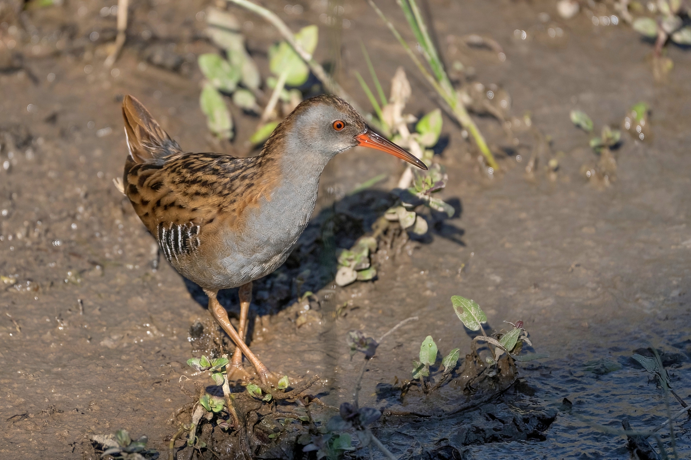 Porciglione (Rallus aquaticus)
