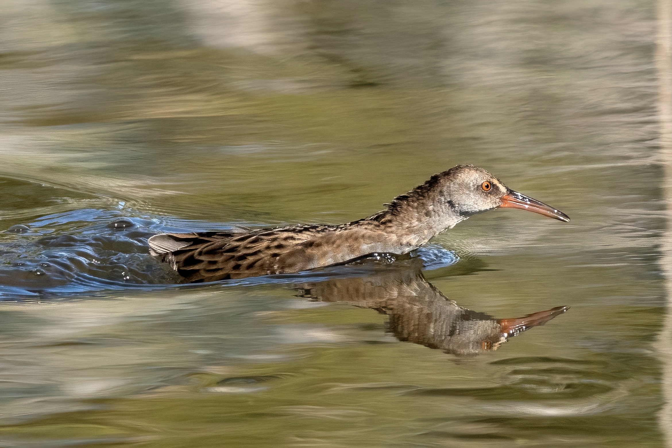Porciglione (Rallus aquaticus)