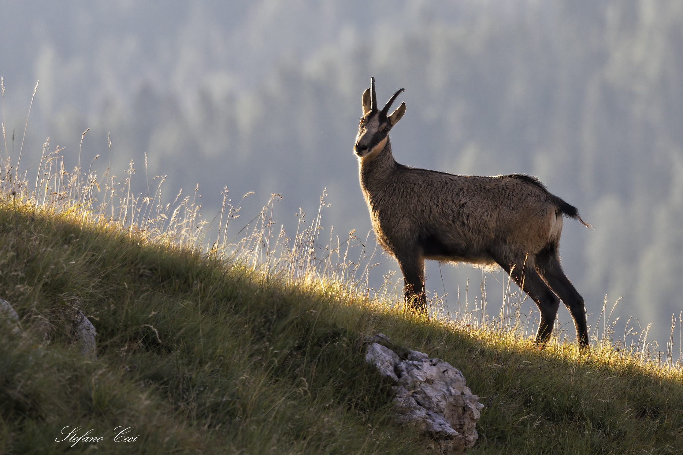 Chamois