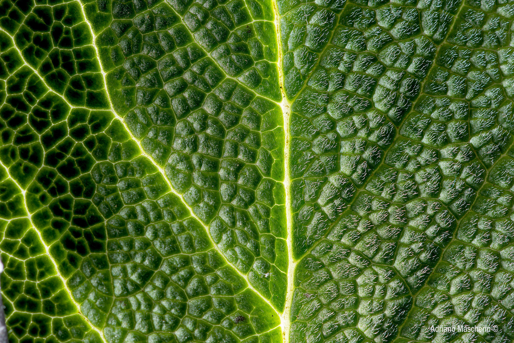 Foglia di Salvia Officinalis
