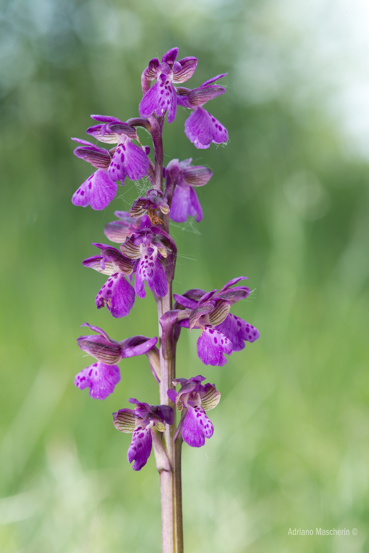 Anacamptis Morio