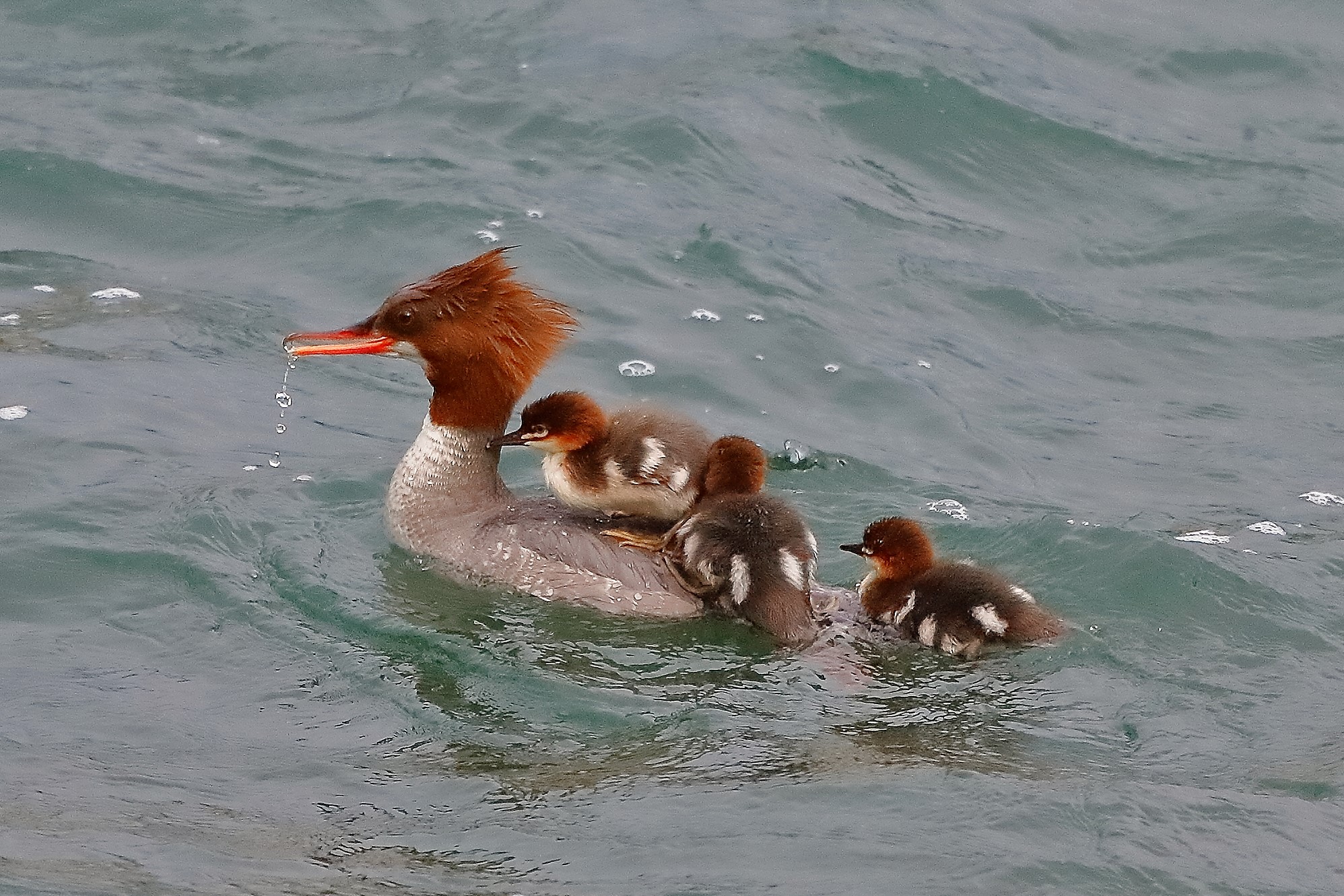 Smerghi 08 maggio 2023