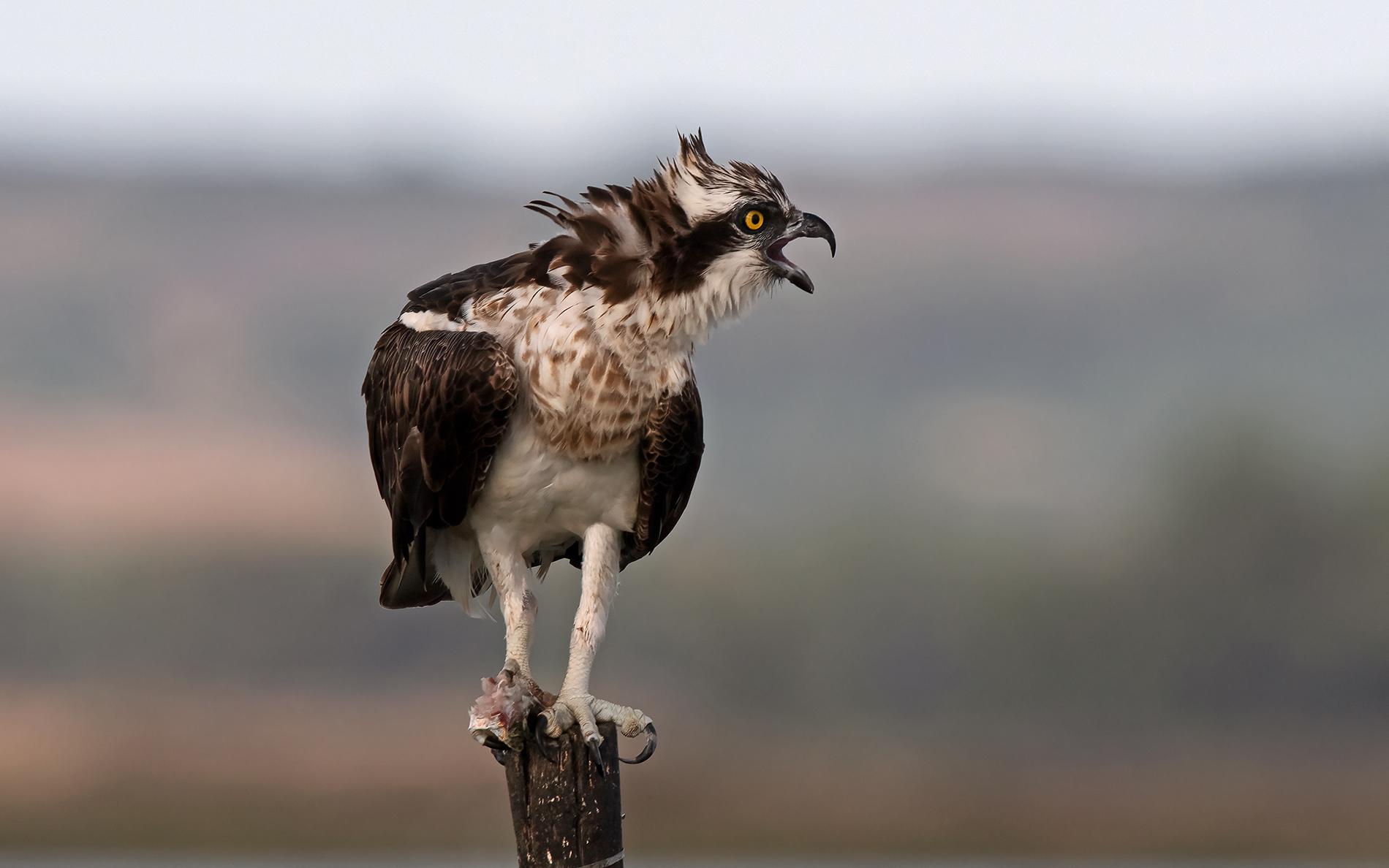osprey