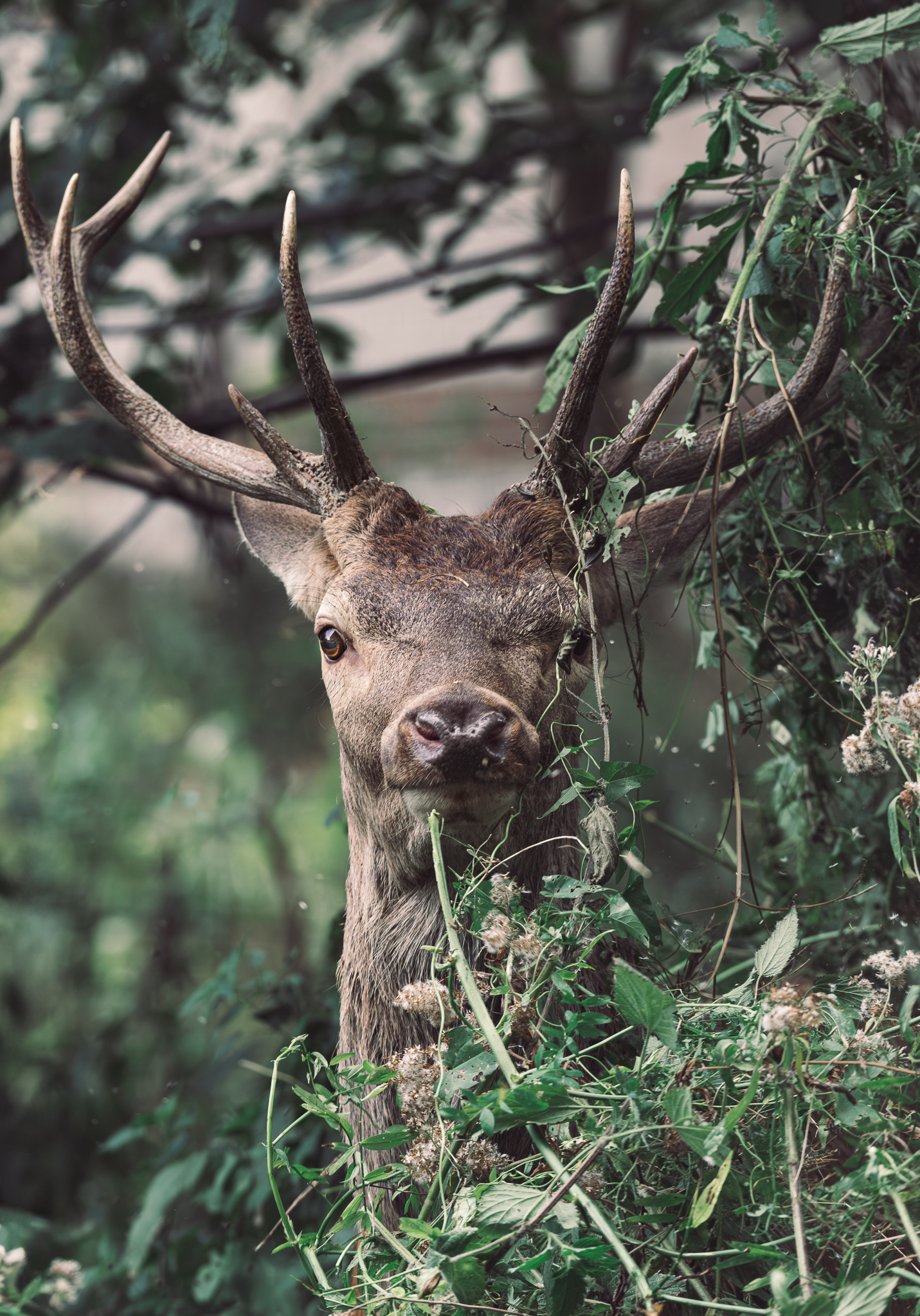 His majesty and the roar on the Majella