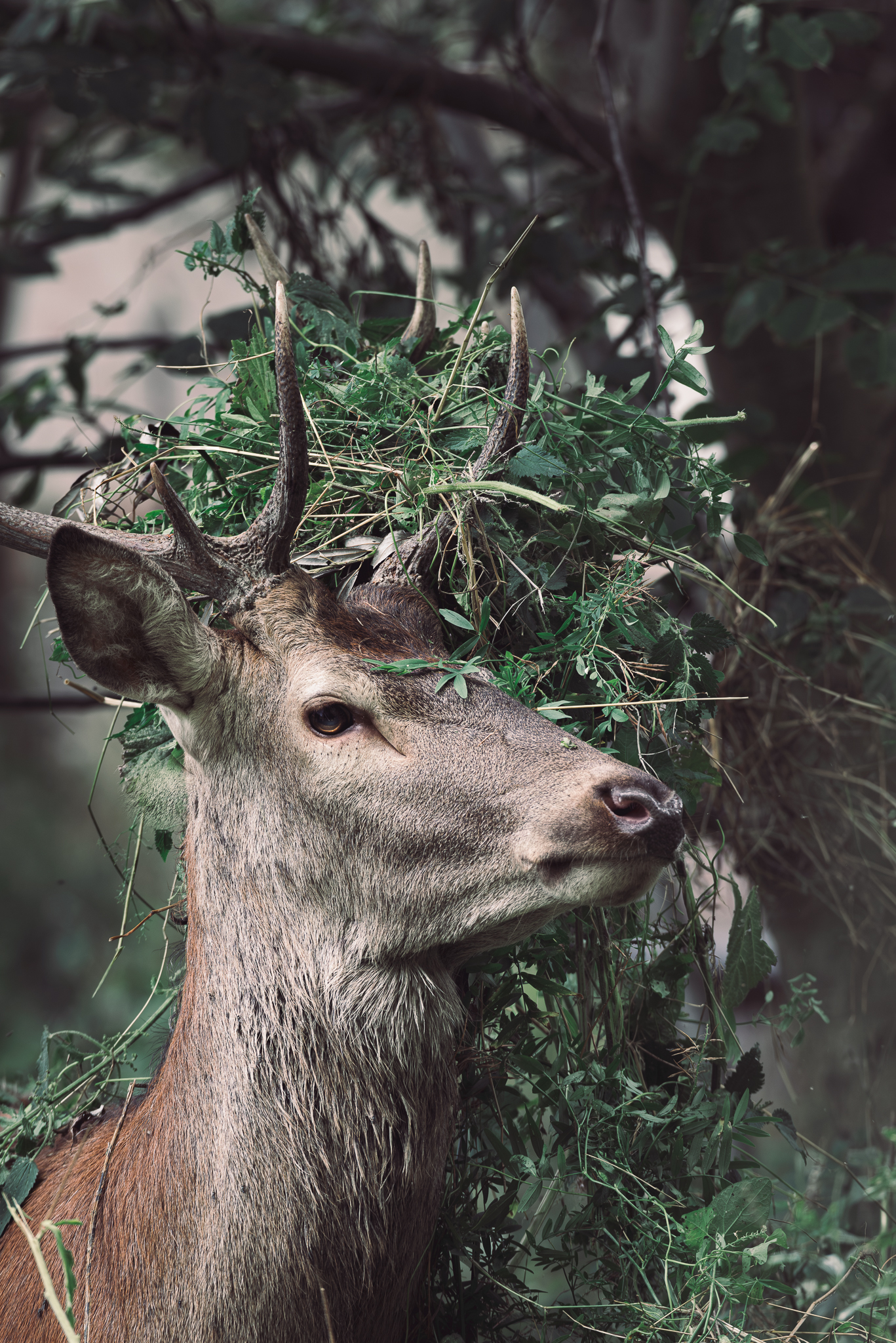 His majesty and the roar on the Majella