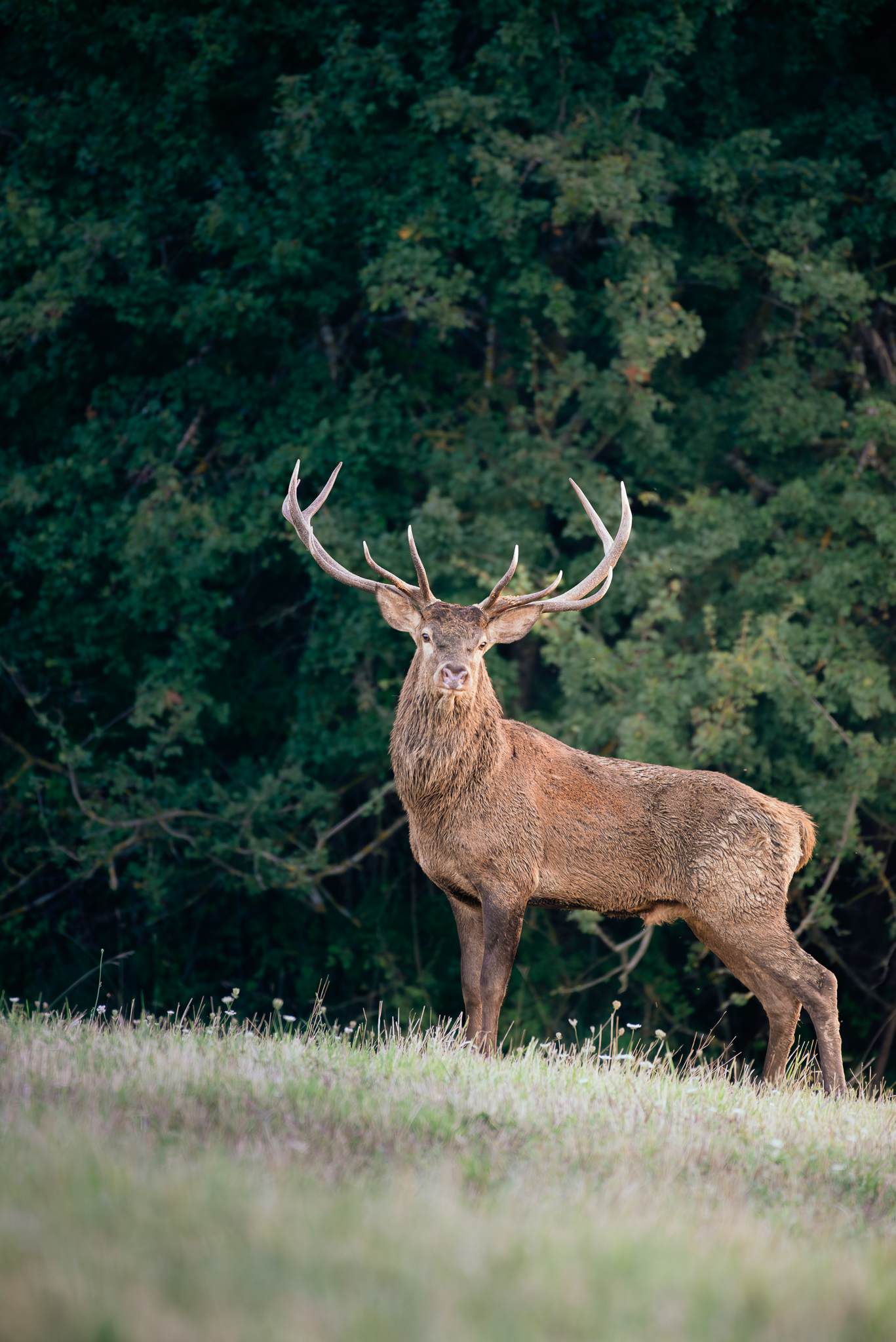 The bellowing of the Majella