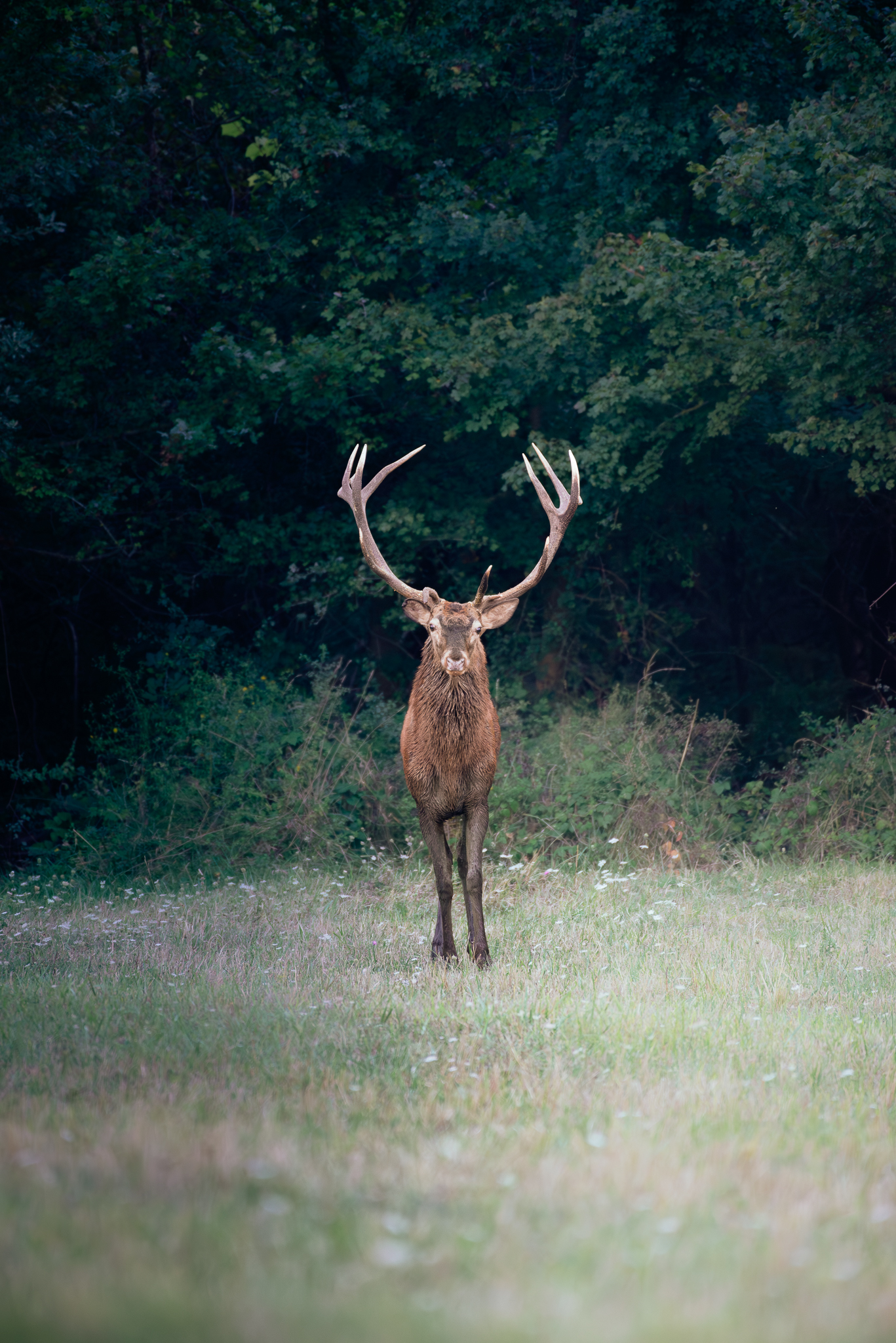 The bellowing of the Majella