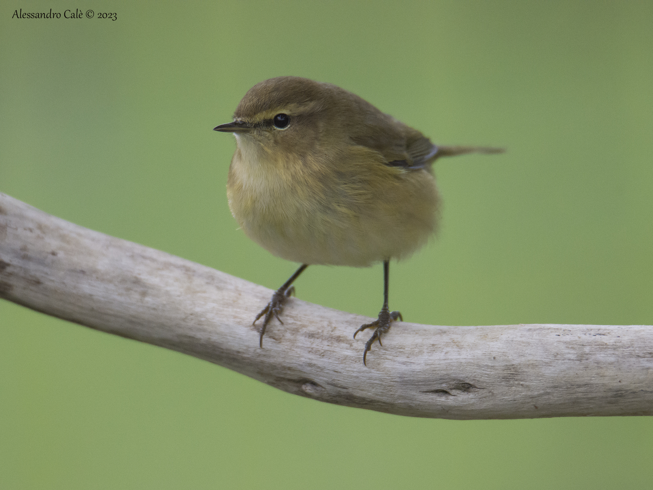 Phylloscopus collybita (Lui' baby) 0738