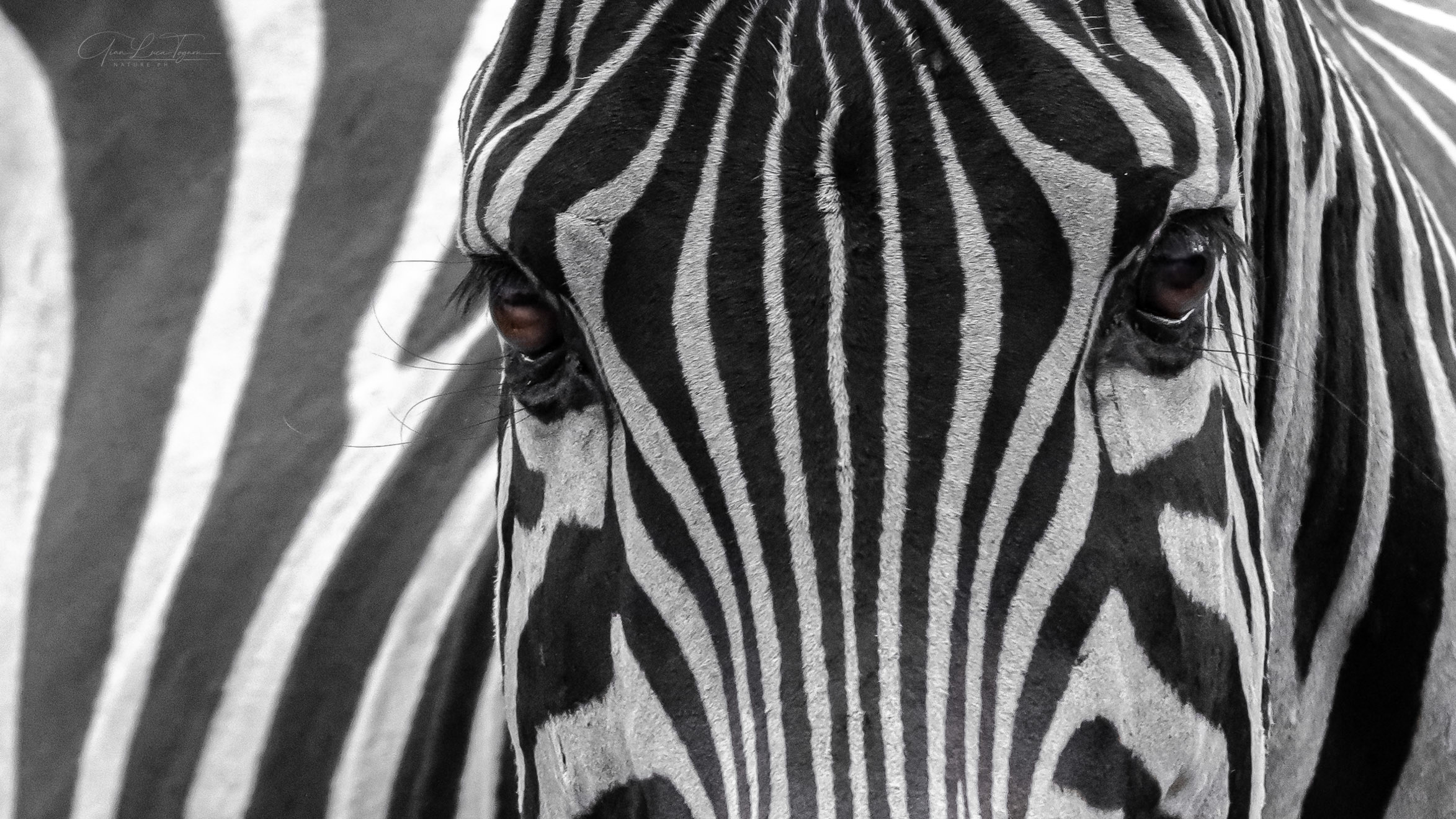 strisce | stripes