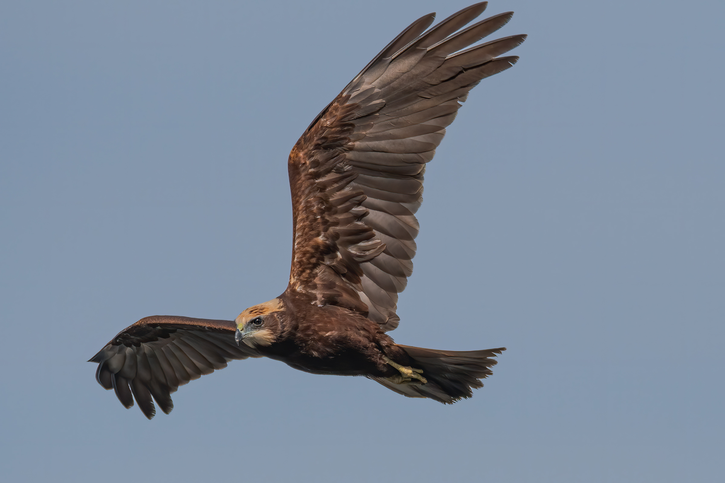 Falco di palude(Circus aeruginosus)