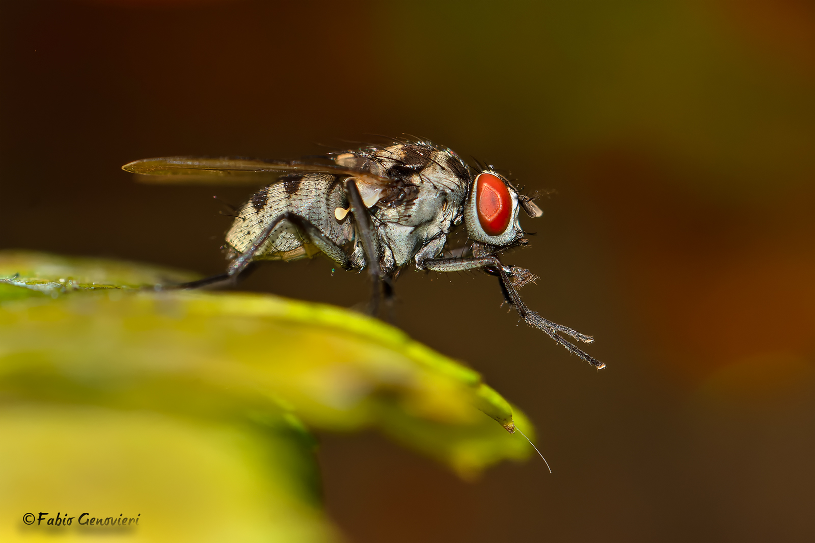 The Fly