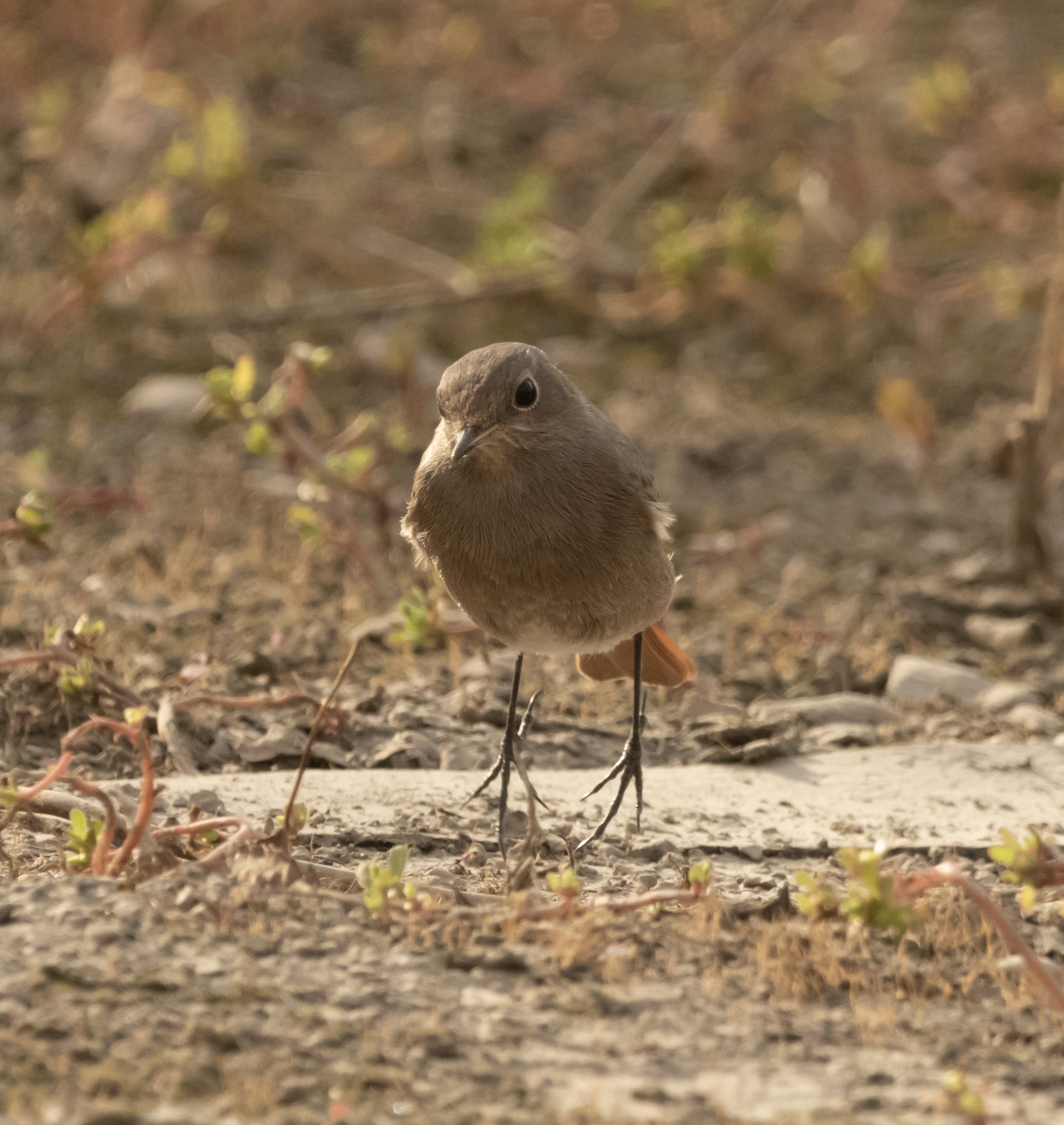 Redstart female chimney sweep jumping 17/10/2023