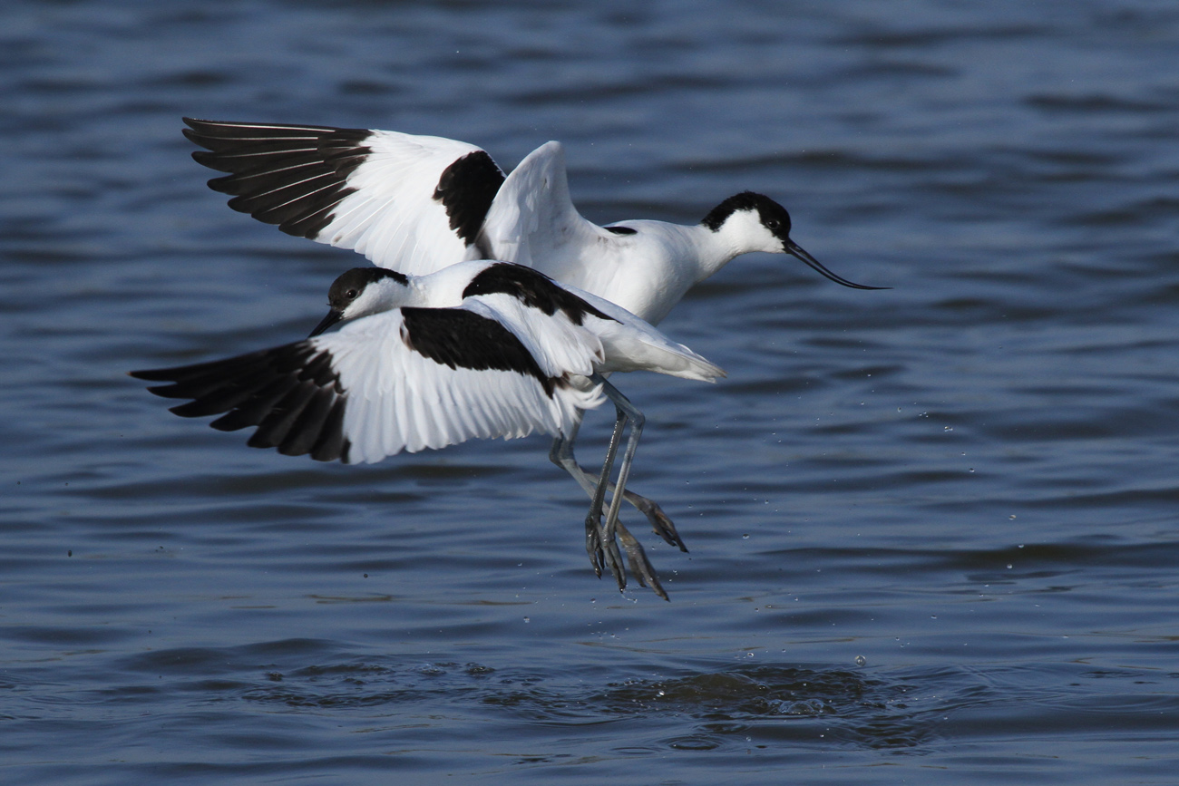 the dance of avocets