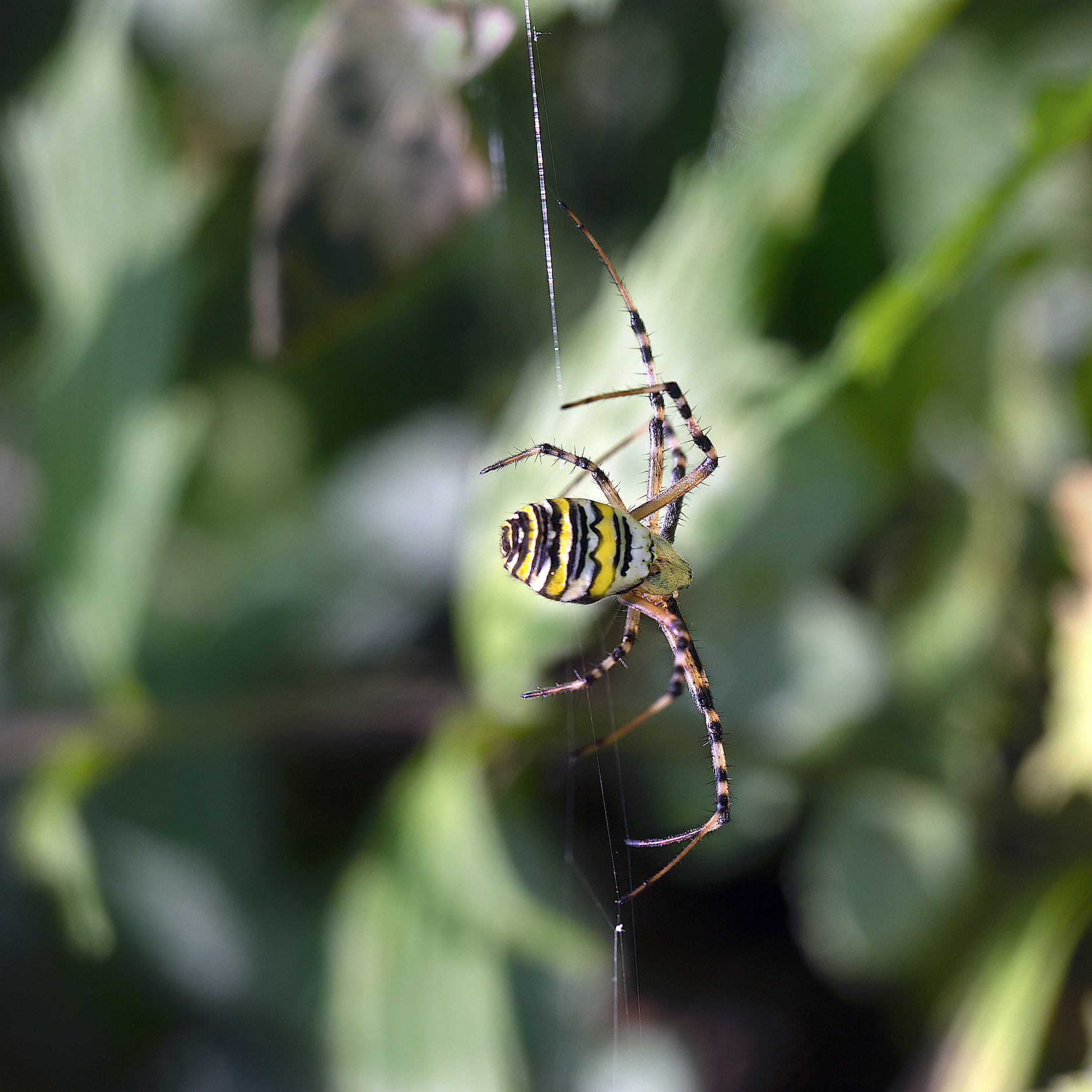 Argiope Bruennechi volgarmente anche chiamato "ragno ve