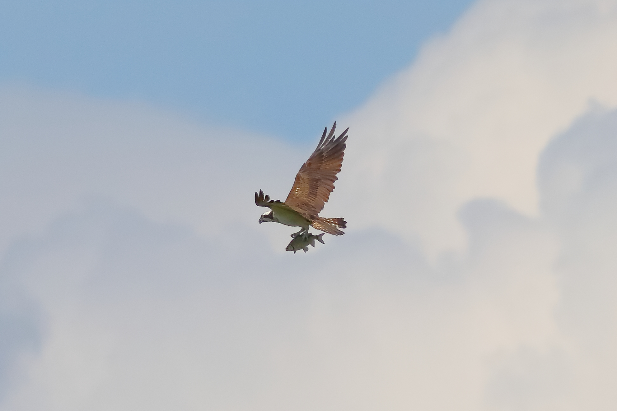 Falco pescatore 01-09-2023