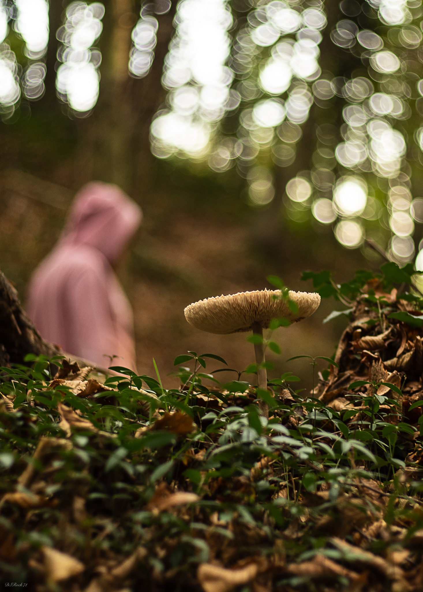 Up and down through the woods