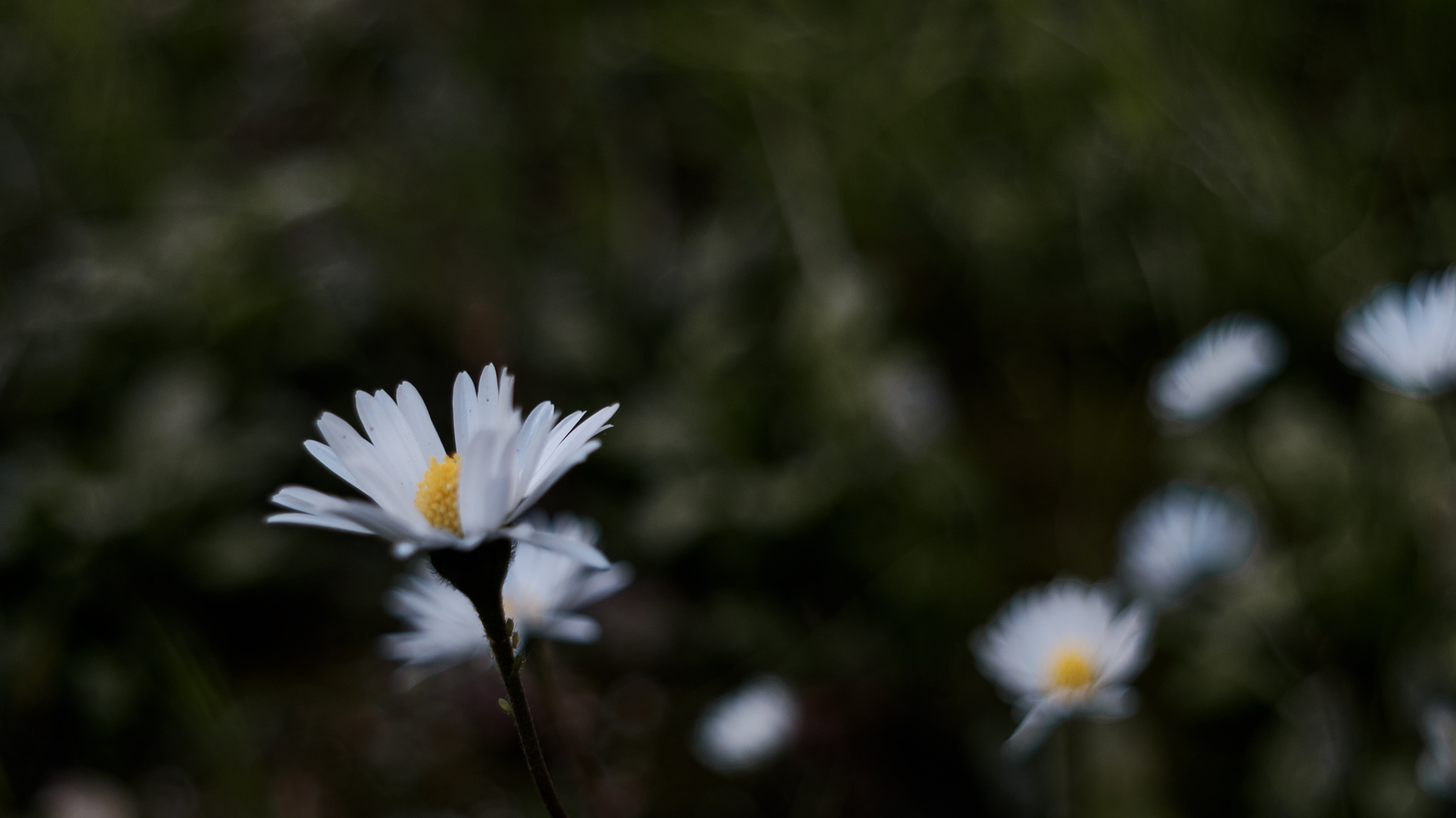 Margherita solitaria