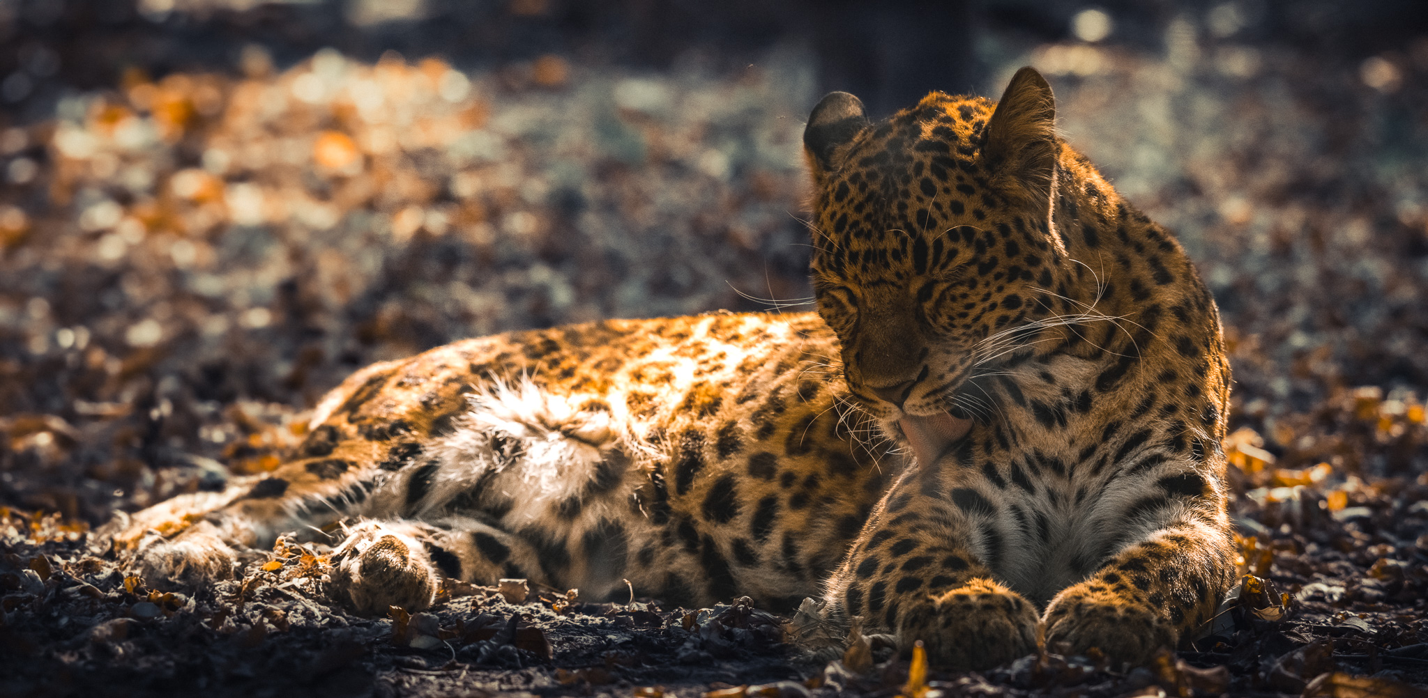 Leopardo Cinese