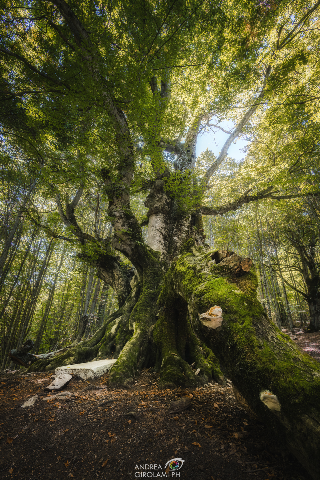 Pontone beech - Villetta Barrea