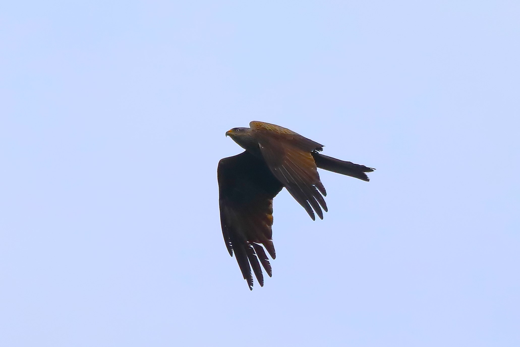 Nibbio bruno 31-05-2023