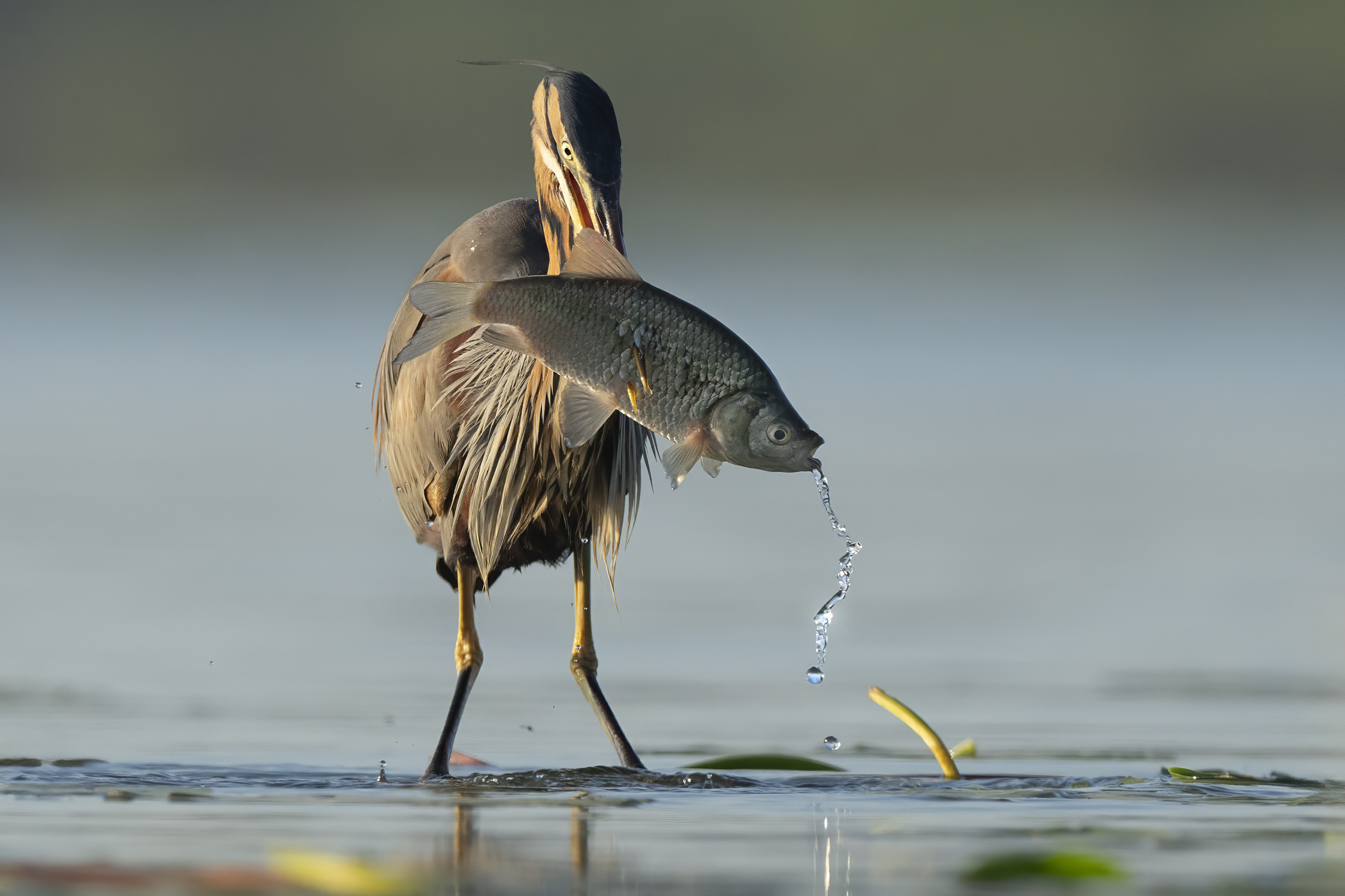 Great prey