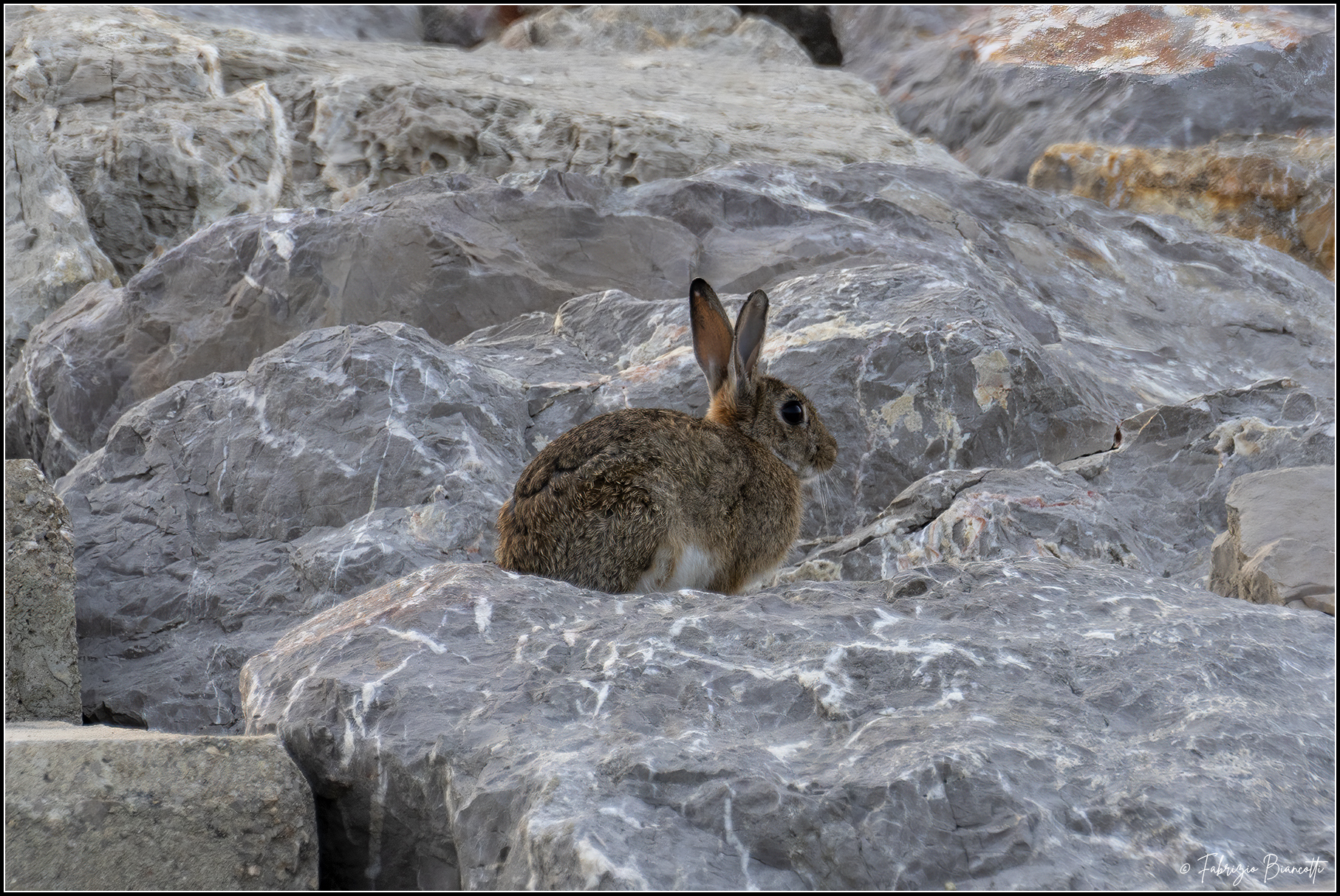 Rabbit among the rocks