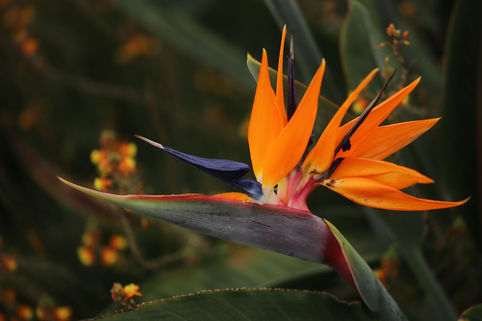 Strelitzia reginae (Uccello del paradiso)