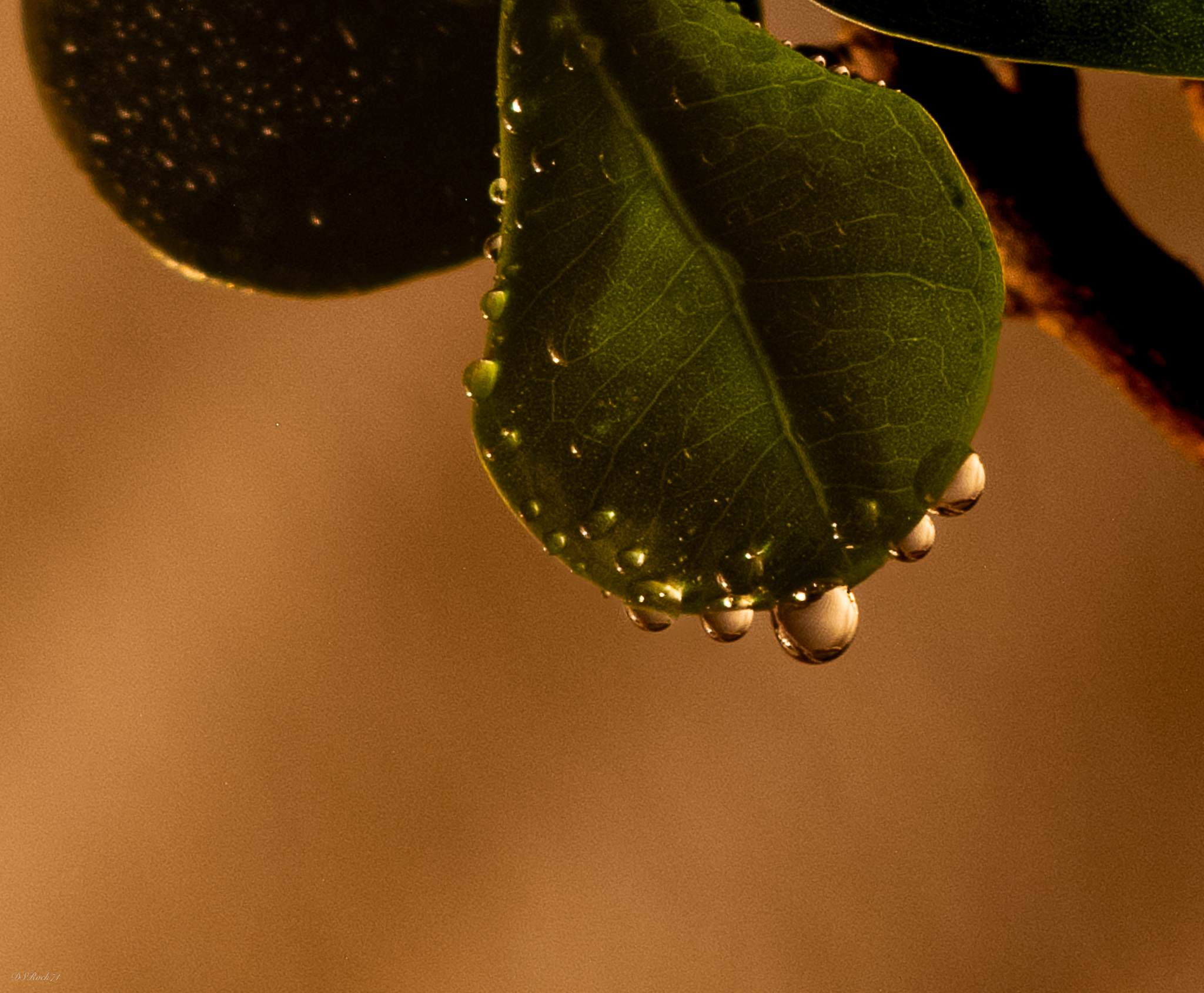 Drops