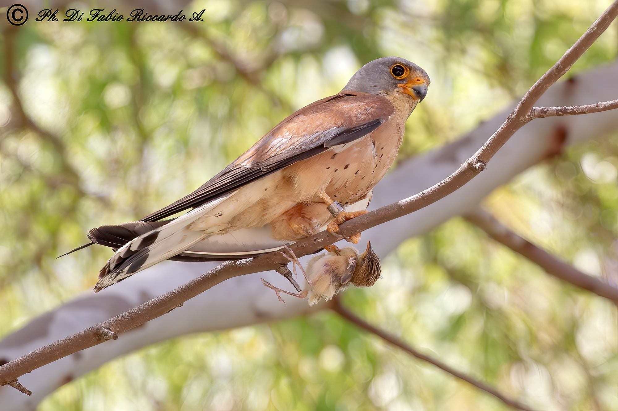 Lesser kestrel with flycatcher