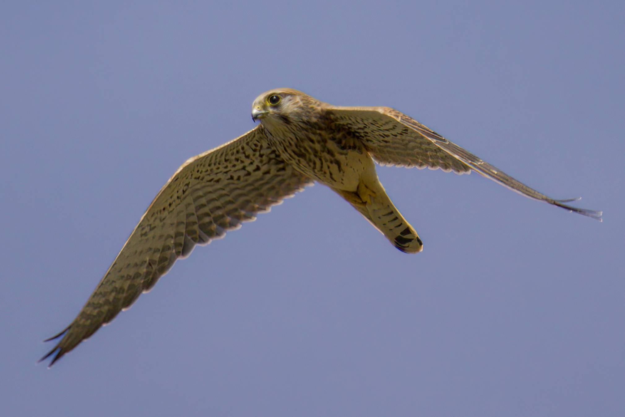 Kestrel