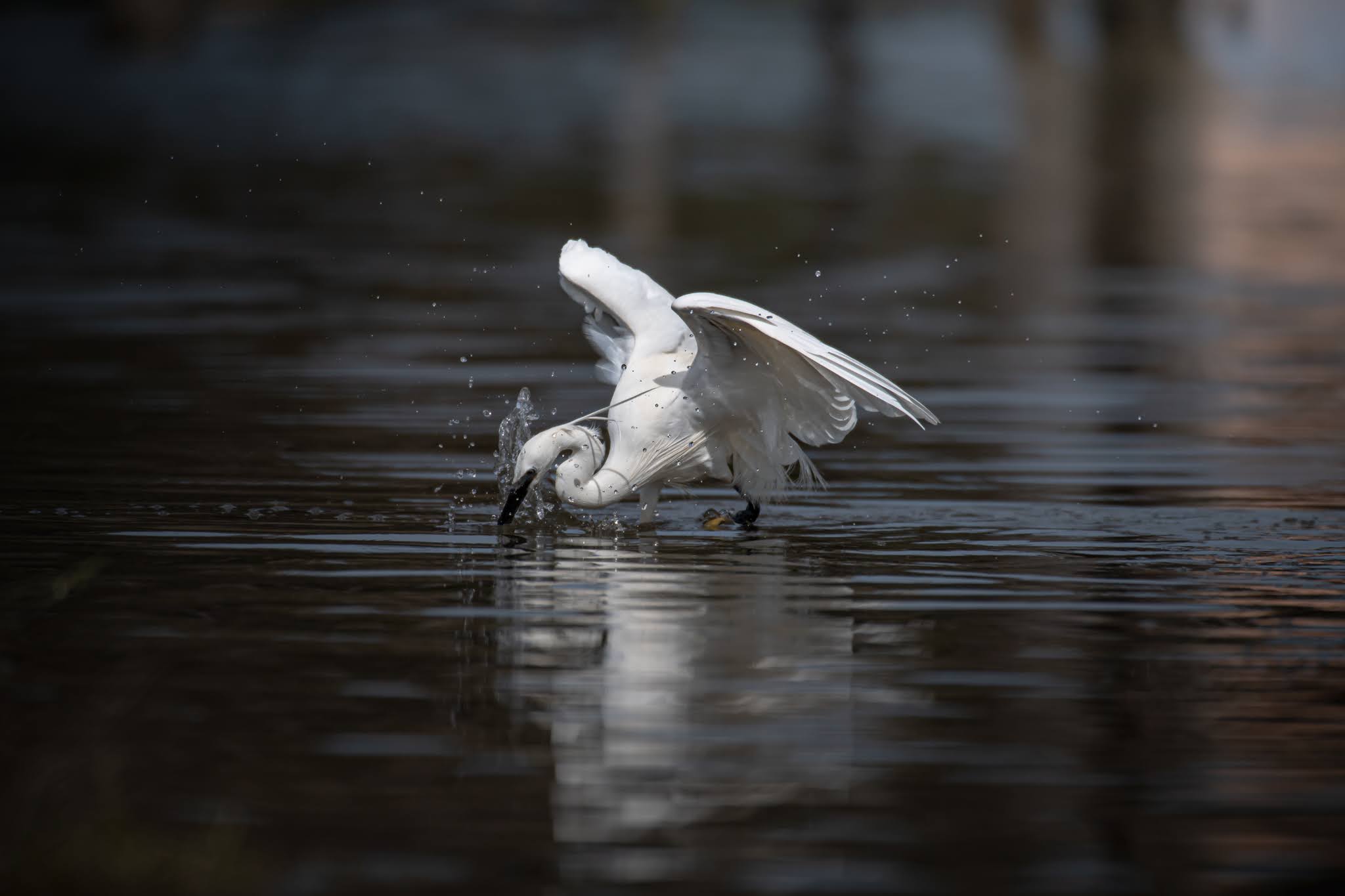 Egret