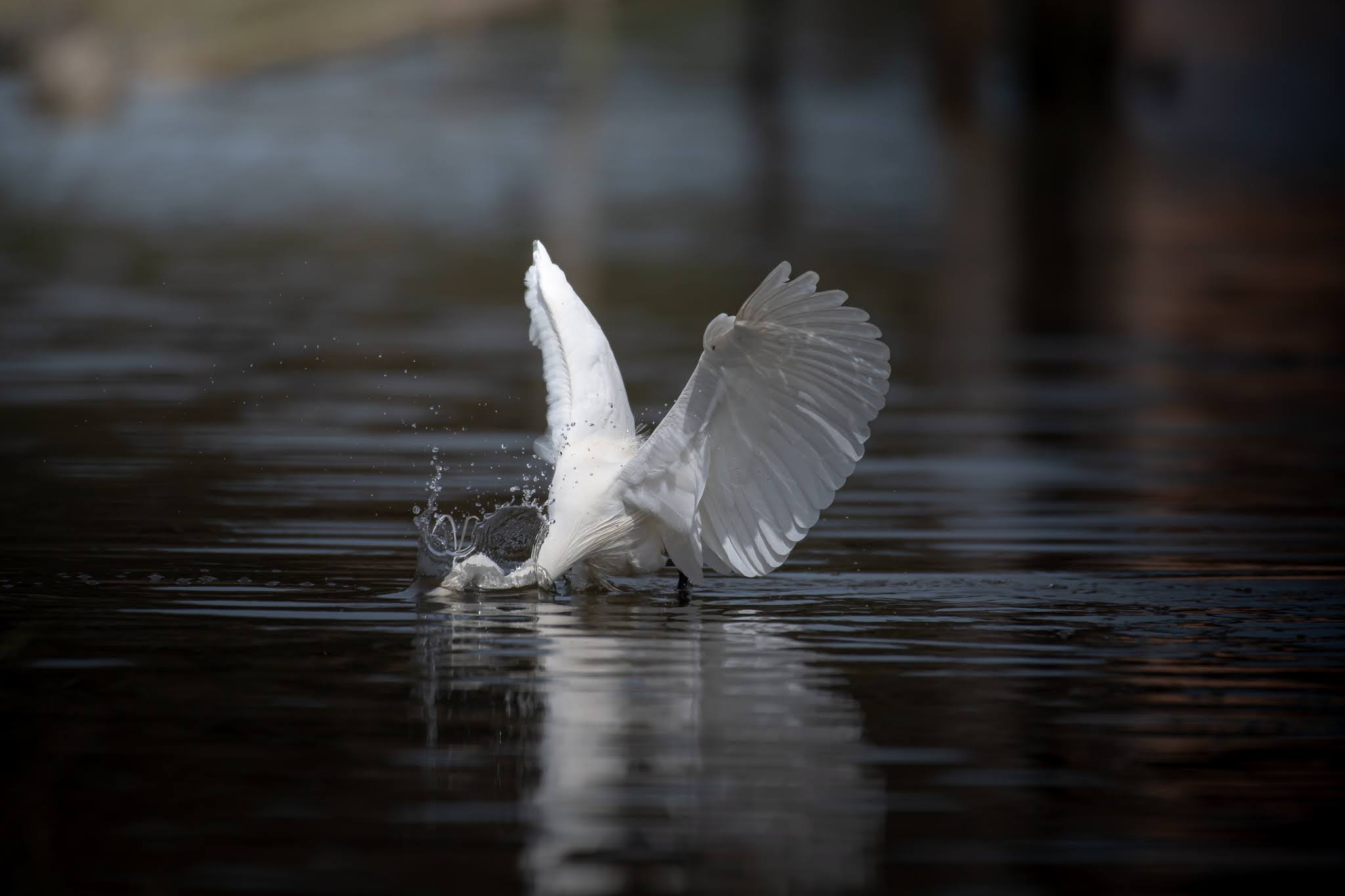 Egret...