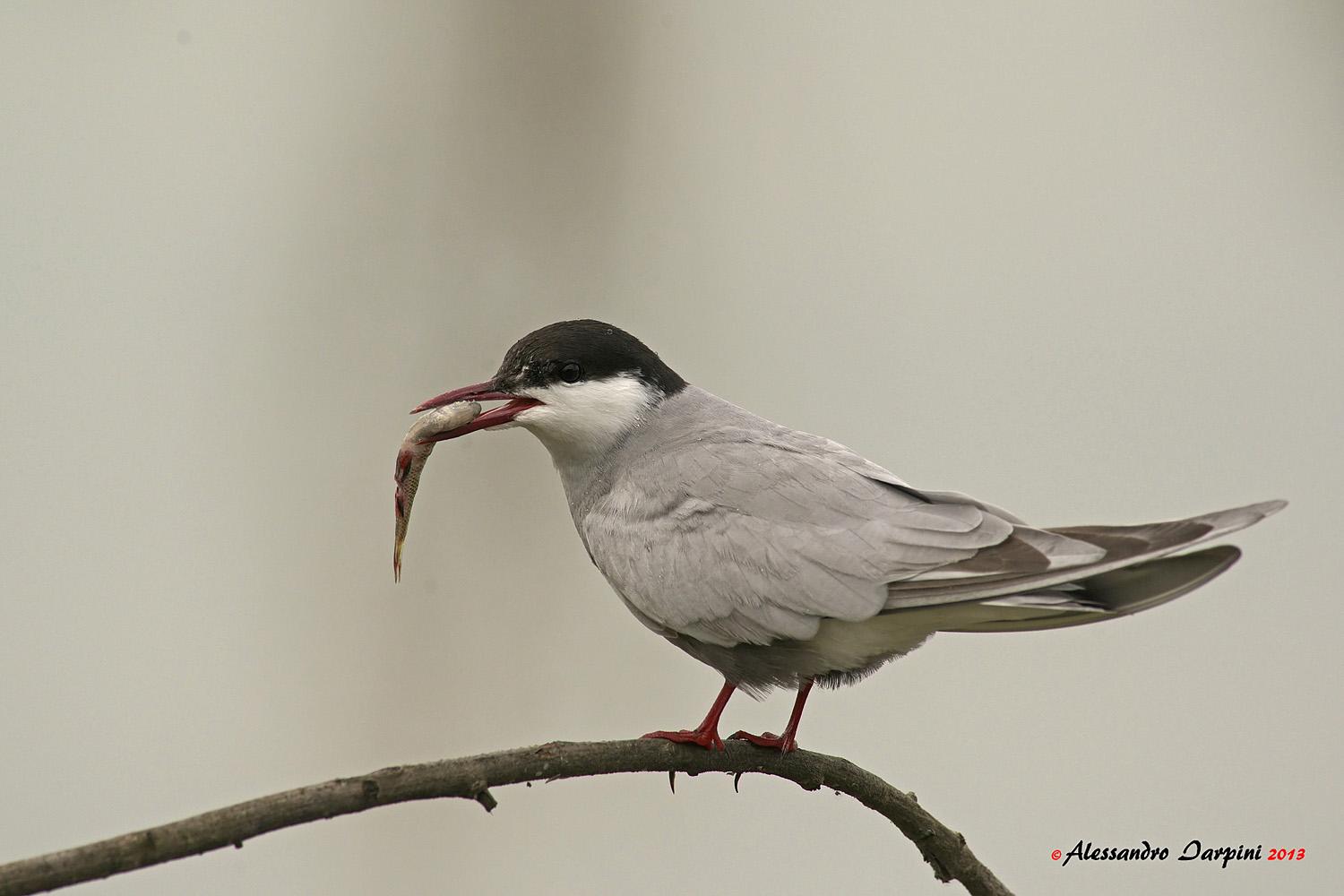 Whiskered Tern