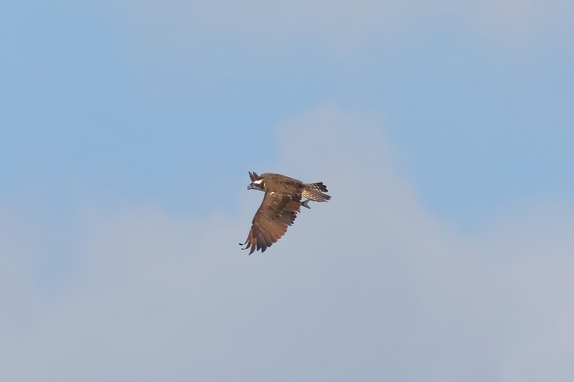 Falco pescatore 01-09-2023 - 505